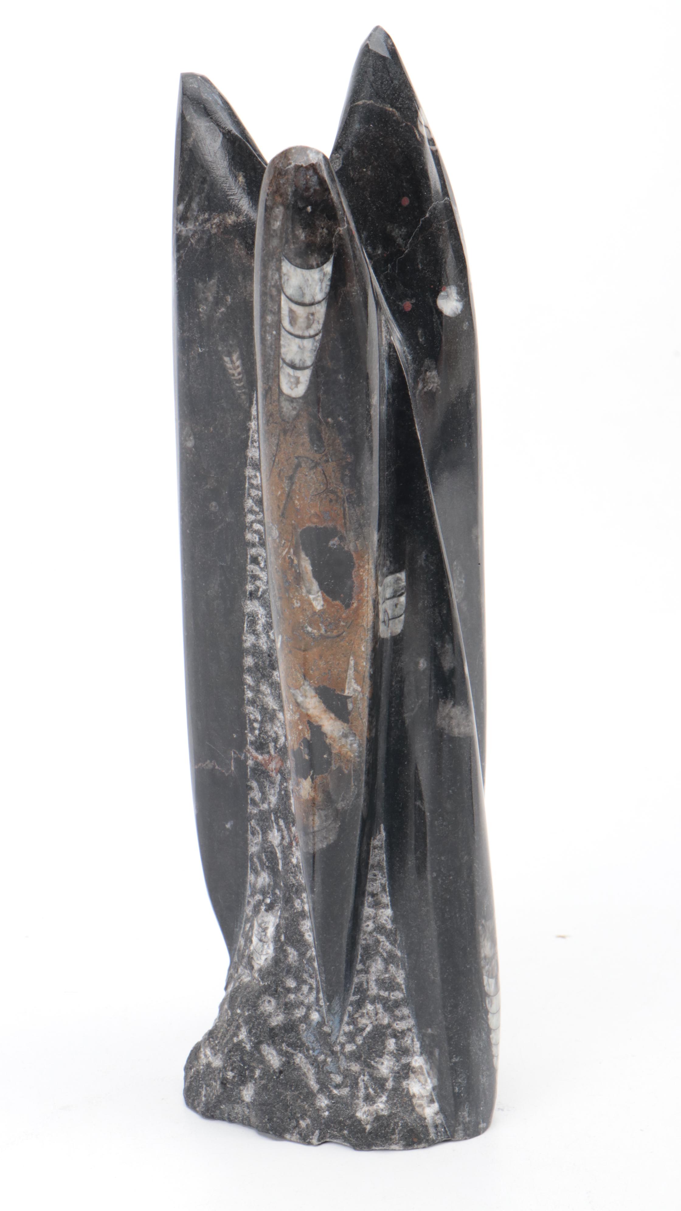 Partial Polished Orthoceras Column With Megalodon Fossil Teeth