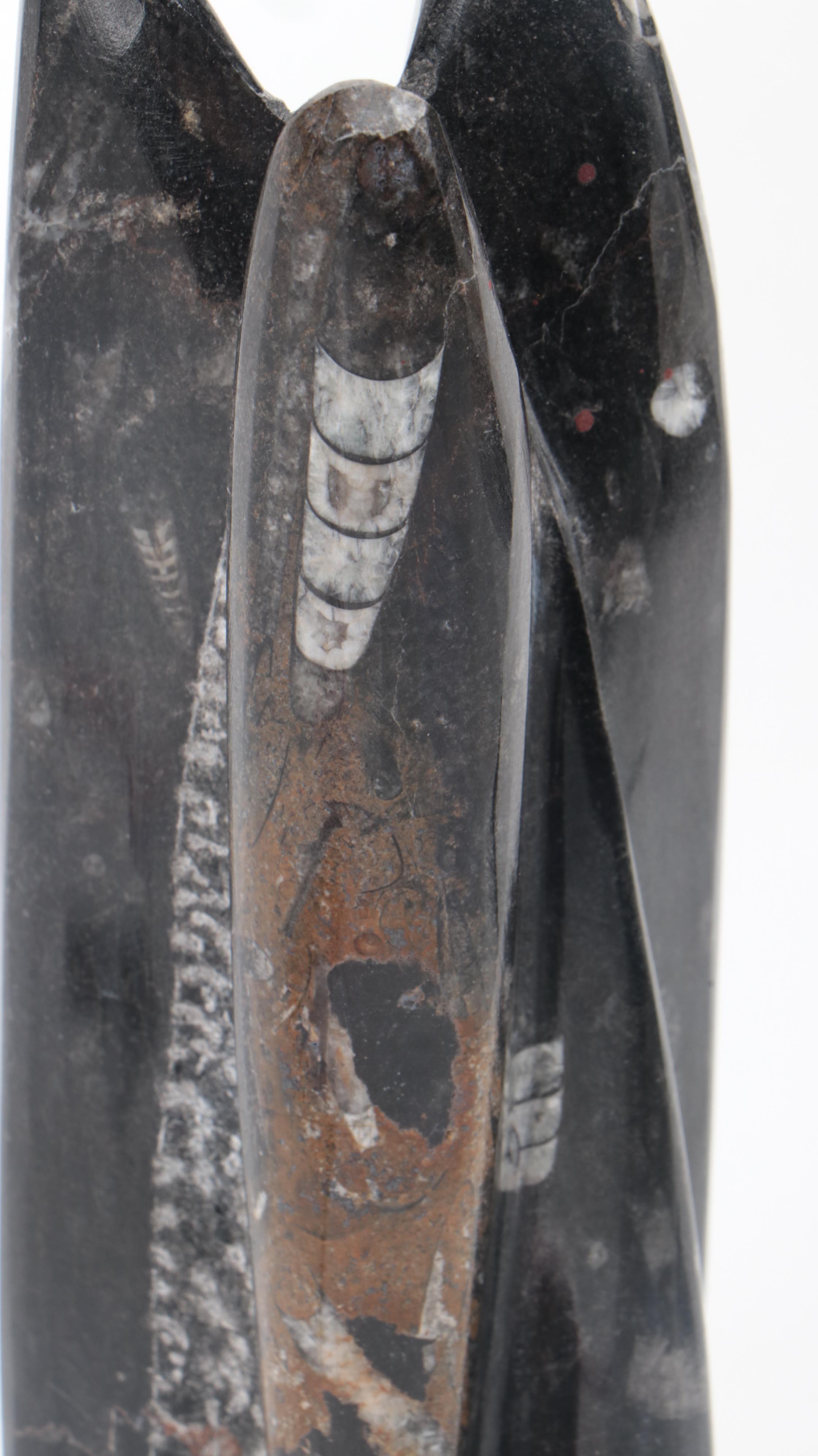 Partial Polished Orthoceras Column With Megalodon Fossil Teeth