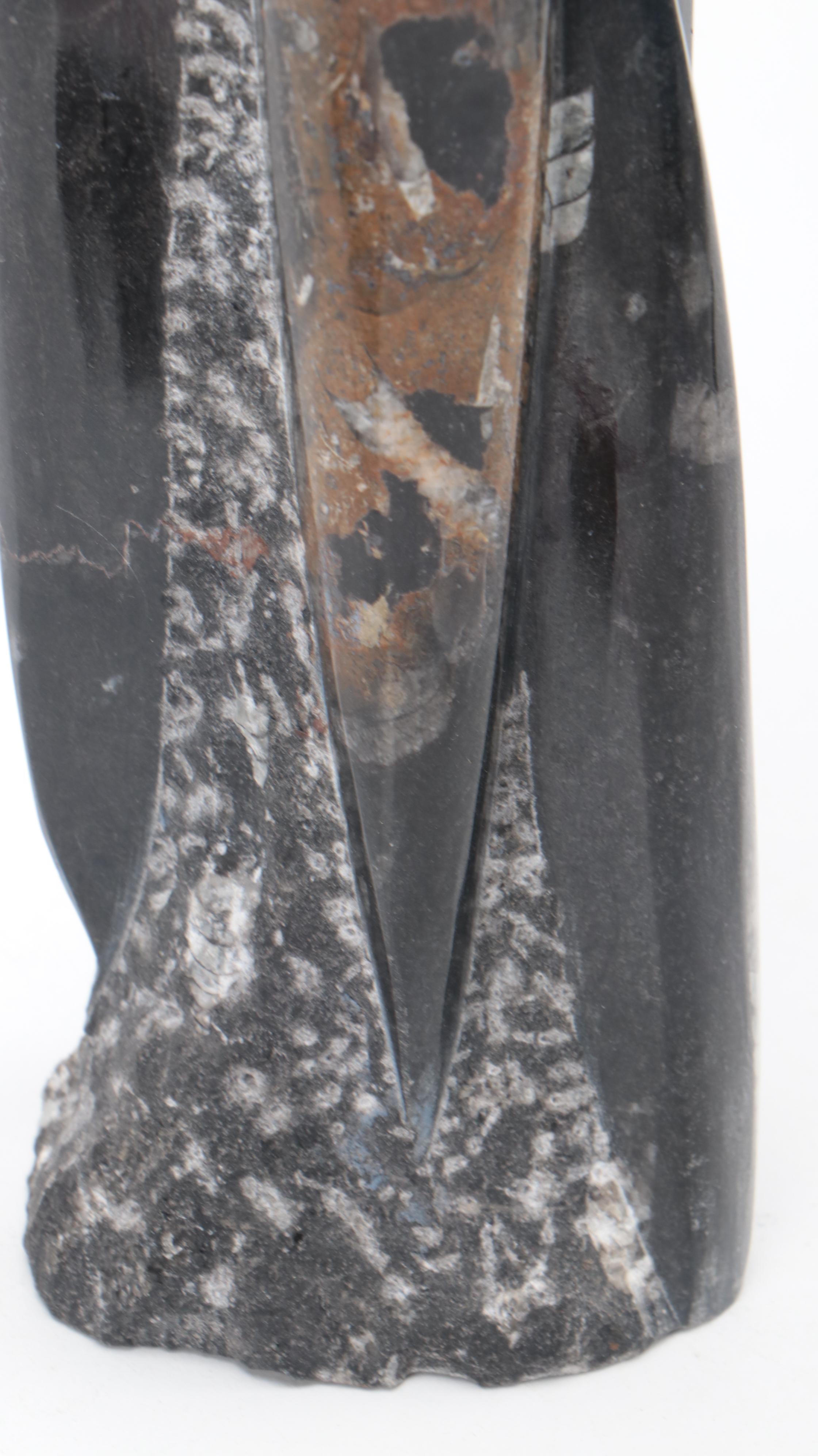 Partial Polished Orthoceras Column With Megalodon Fossil Teeth
