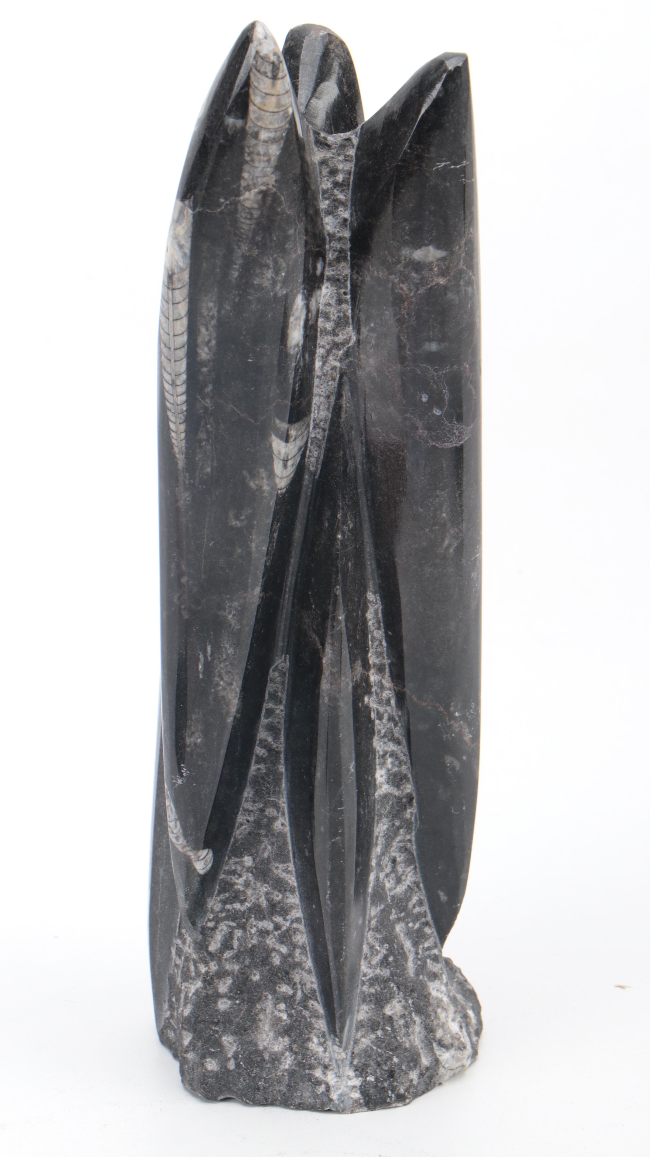 Partial Polished Orthoceras Column With Megalodon Fossil Teeth