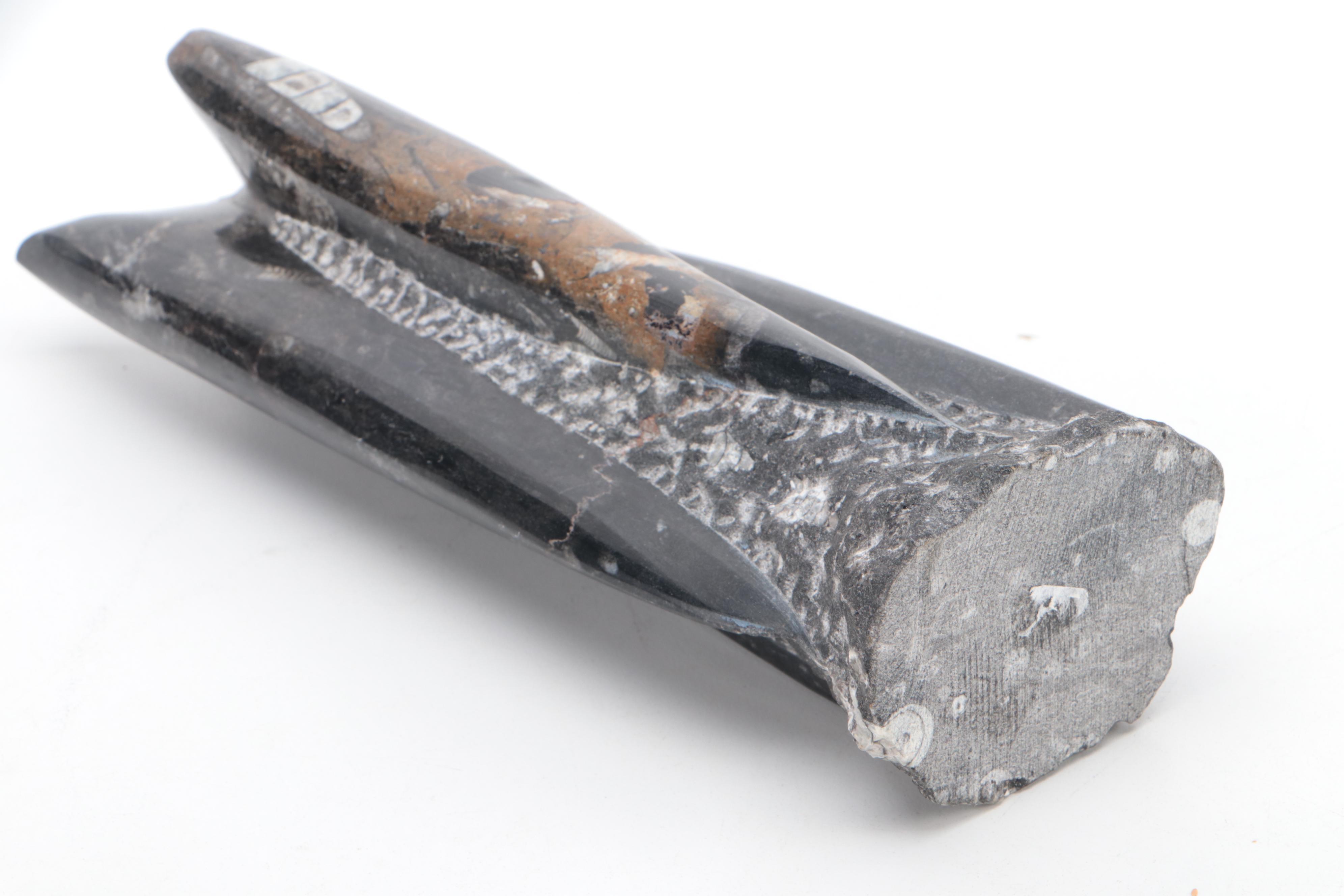 Partial Polished Orthoceras Column With Megalodon Fossil Teeth