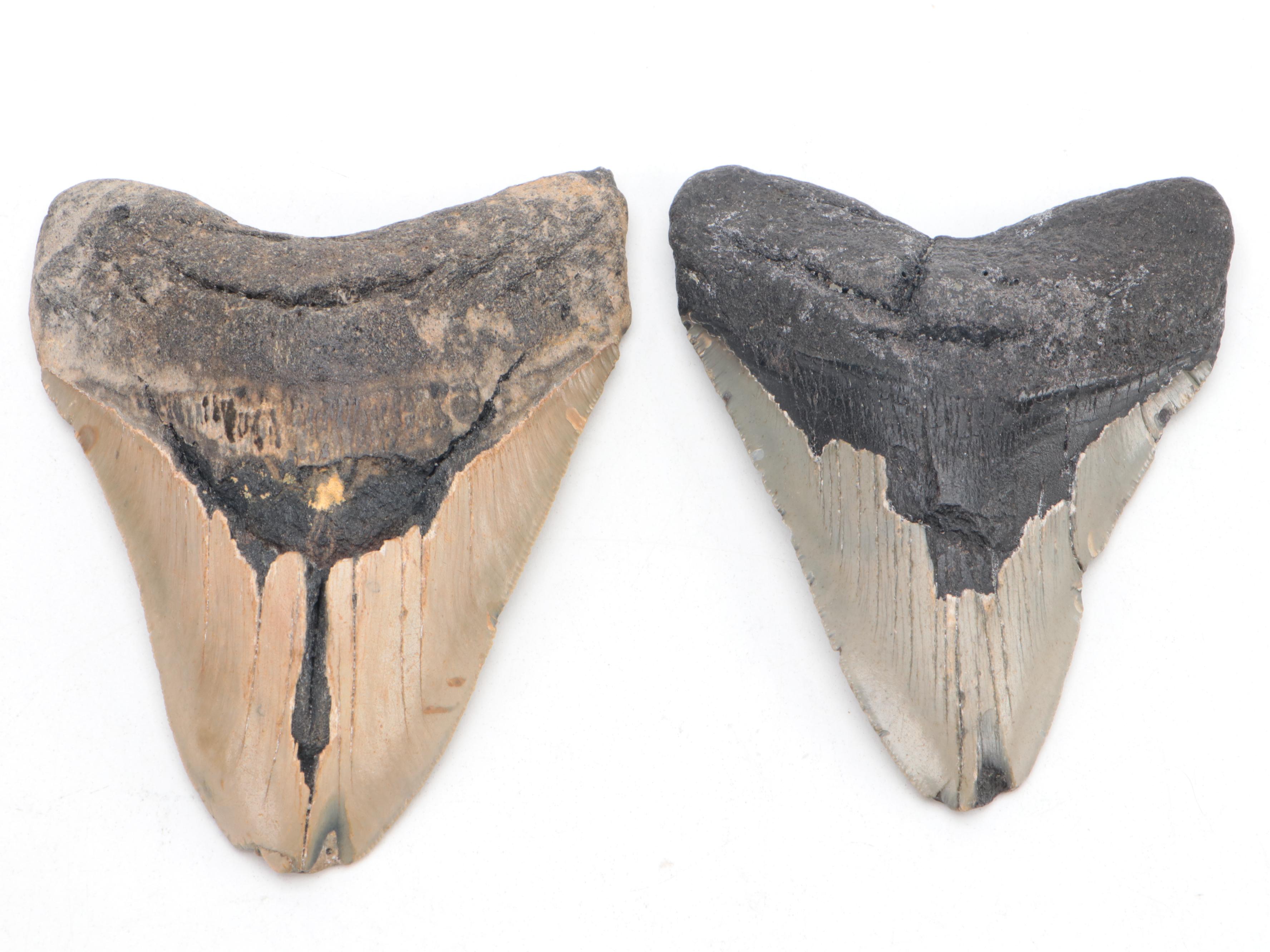 Partial Polished Orthoceras Column With Megalodon Fossil Teeth