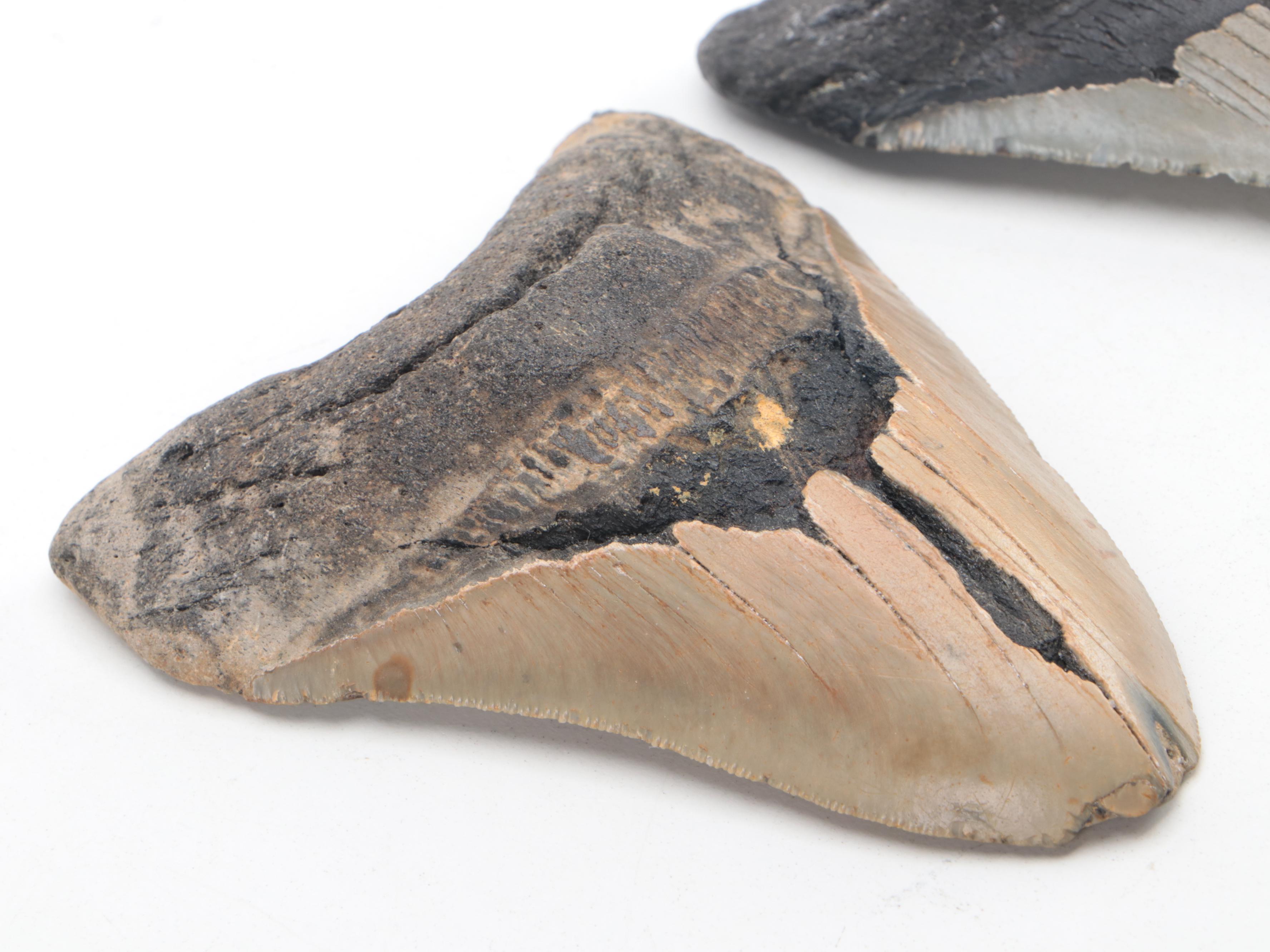 Partial Polished Orthoceras Column With Megalodon Fossil Teeth