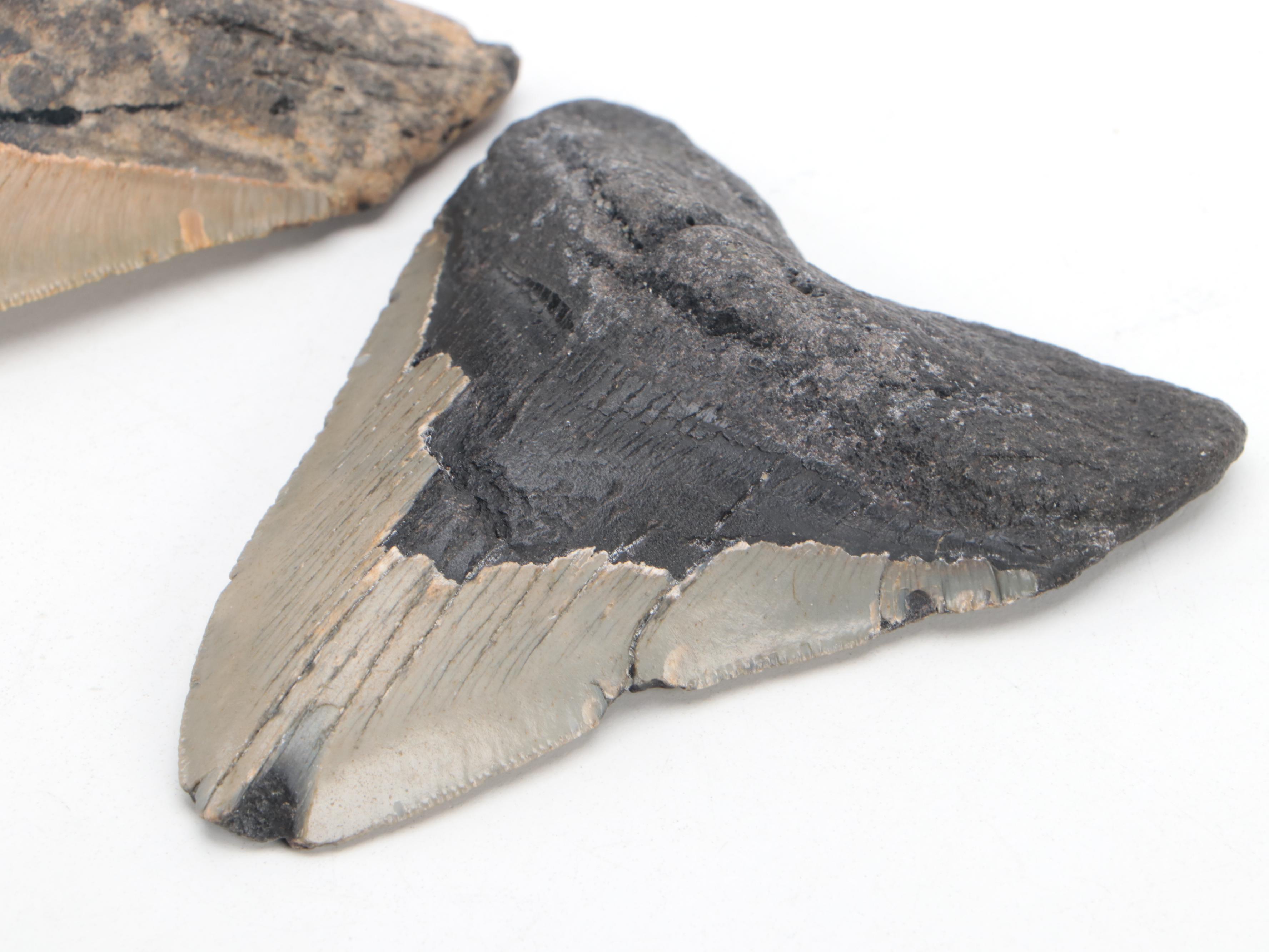 Partial Polished Orthoceras Column With Megalodon Fossil Teeth