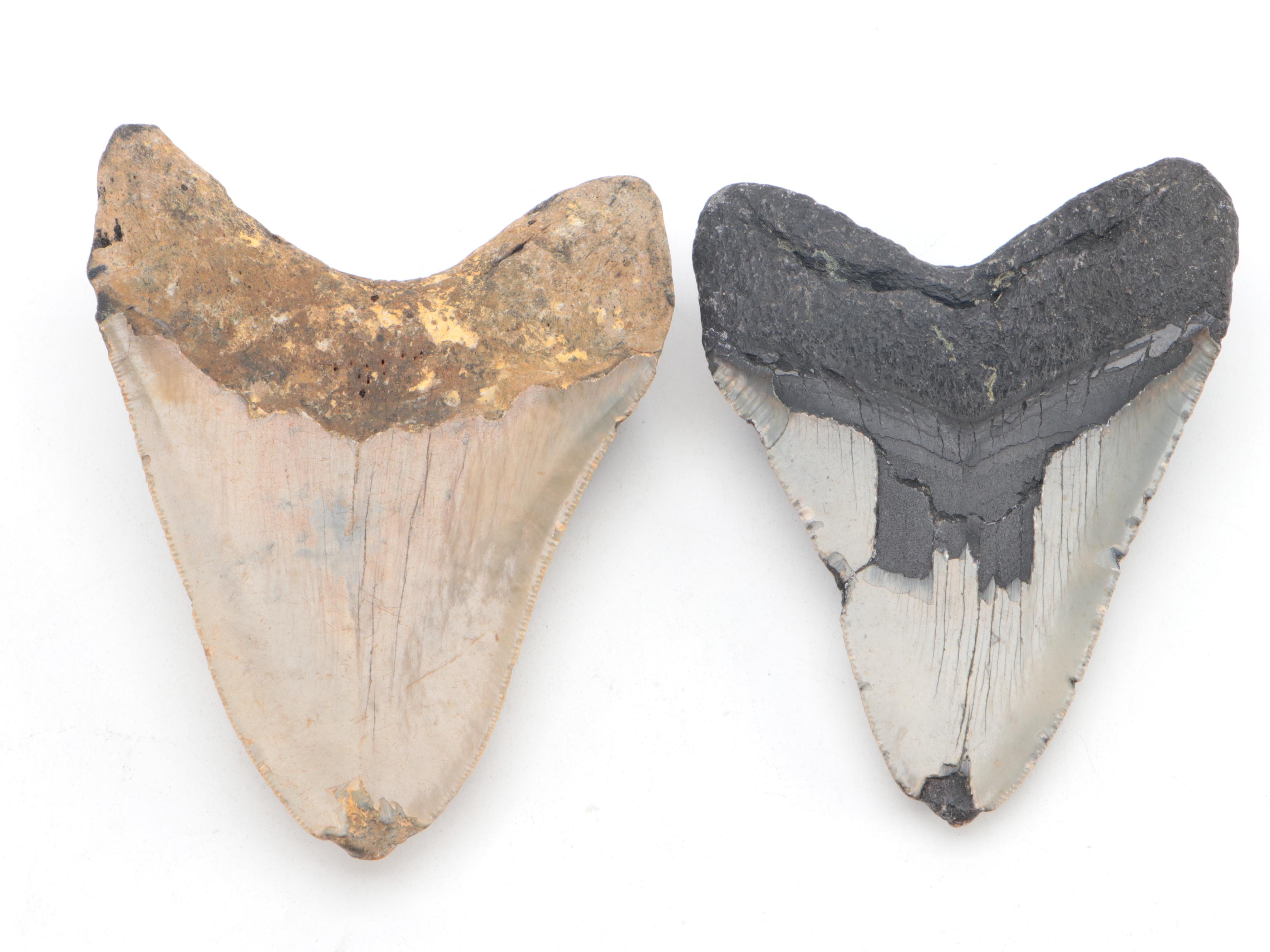 Partial Polished Orthoceras Column With Megalodon Fossil Teeth