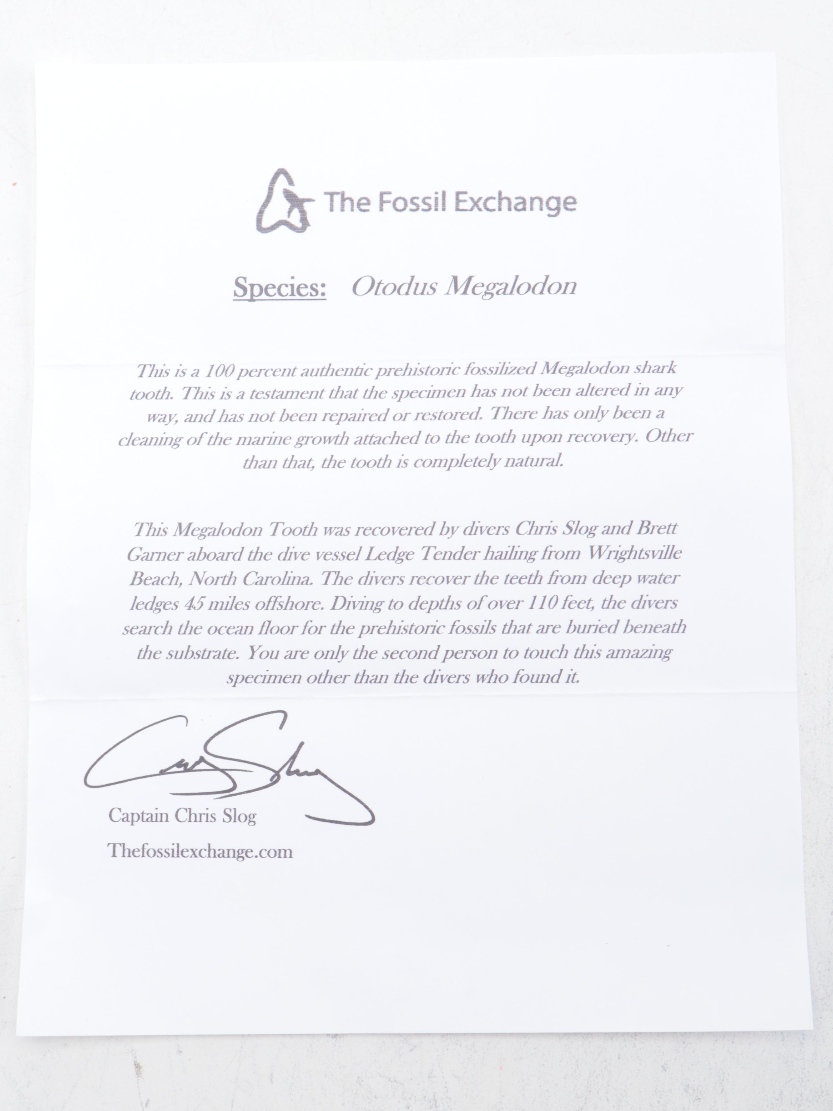 Partial Polished Orthoceras Column With Megalodon Fossil Teeth