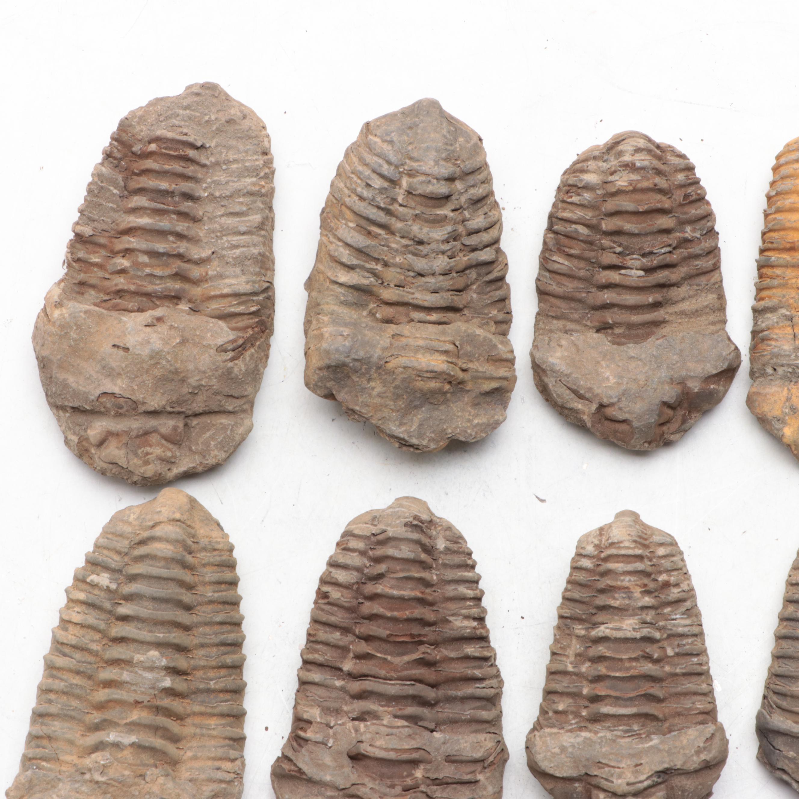 Trilobite Fossil Specimens