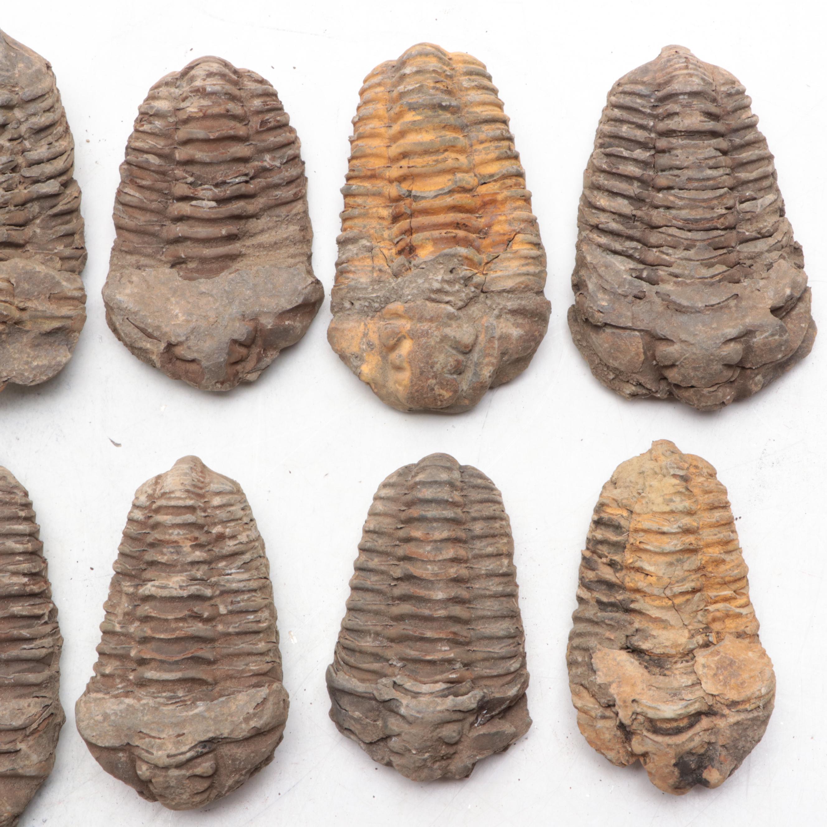 Trilobite Fossil Specimens