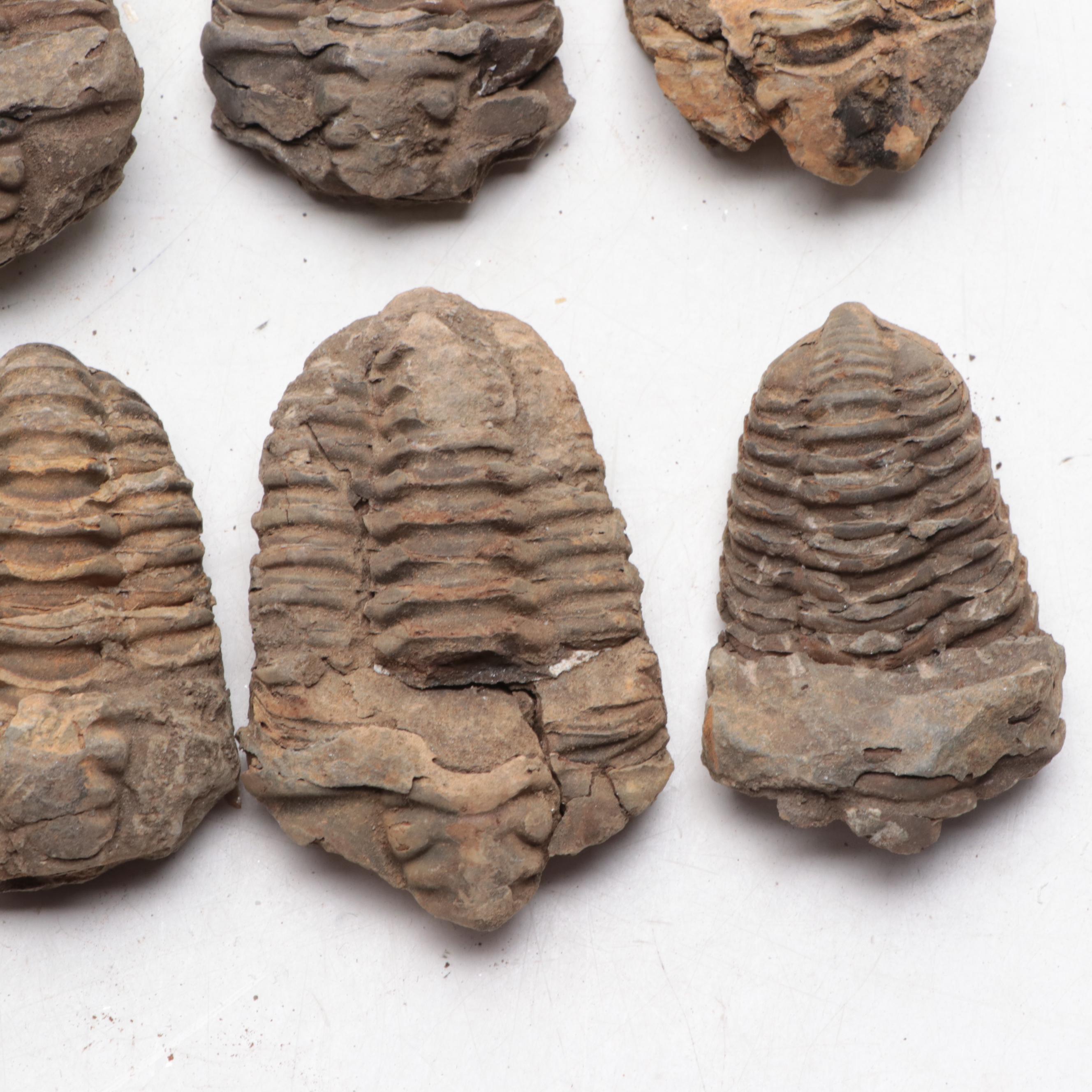 Trilobite Fossil Specimens
