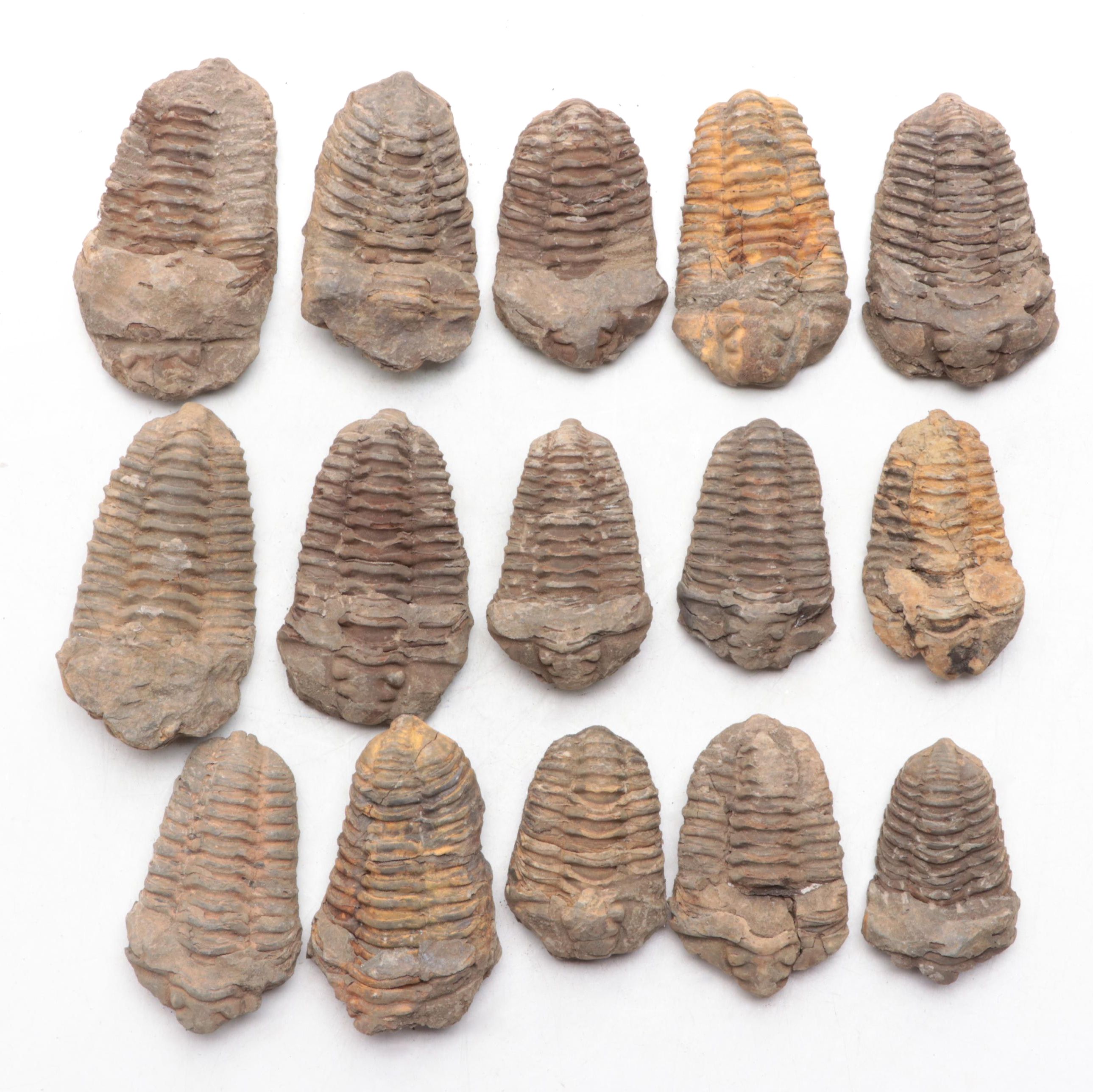 Trilobite Fossil Specimens