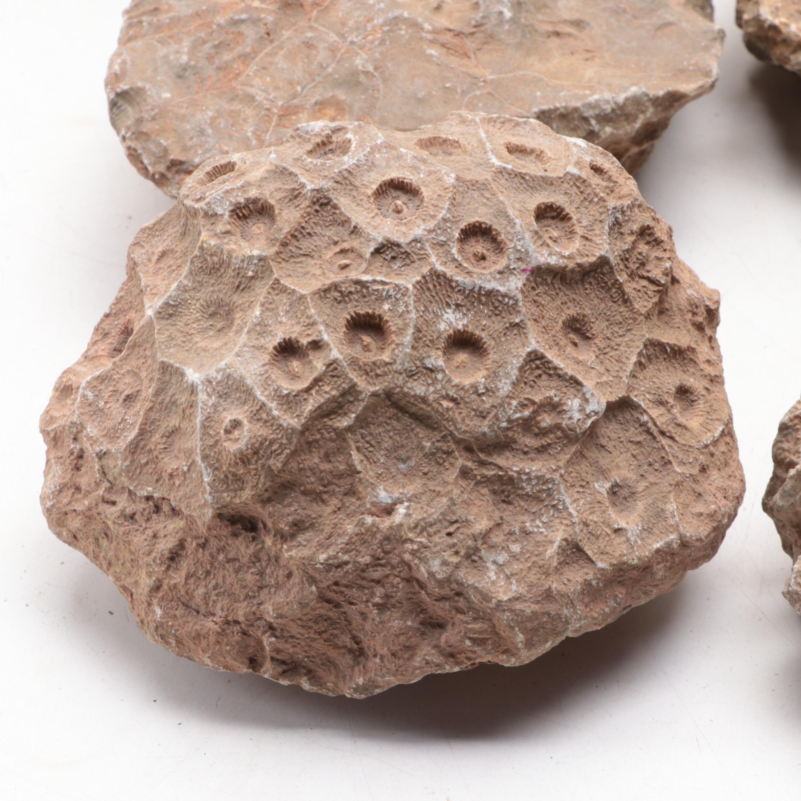 Fossil Lithostrotionella Coral Specimens