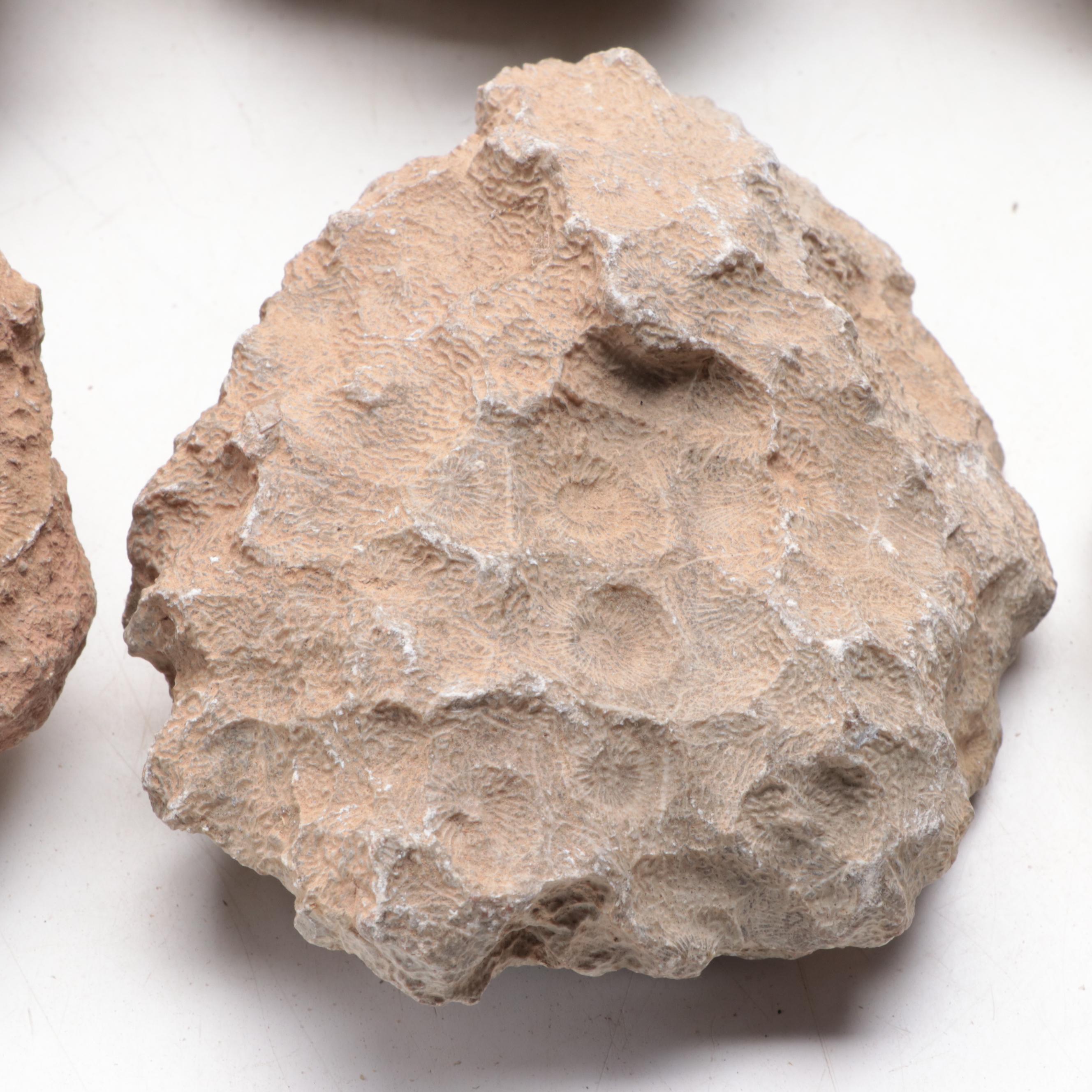 Fossil Lithostrotionella Coral Specimens