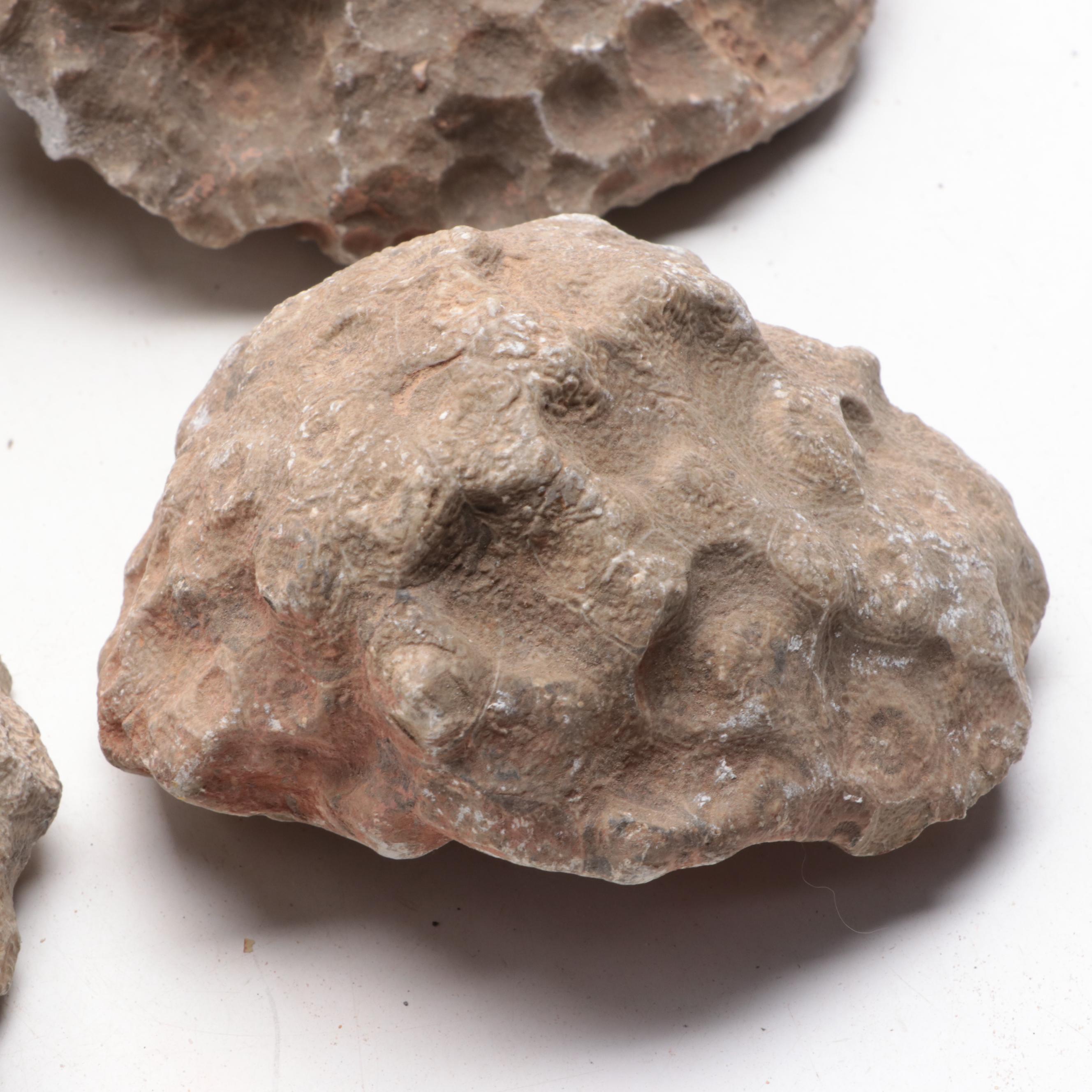 Fossil Lithostrotionella Coral Specimens