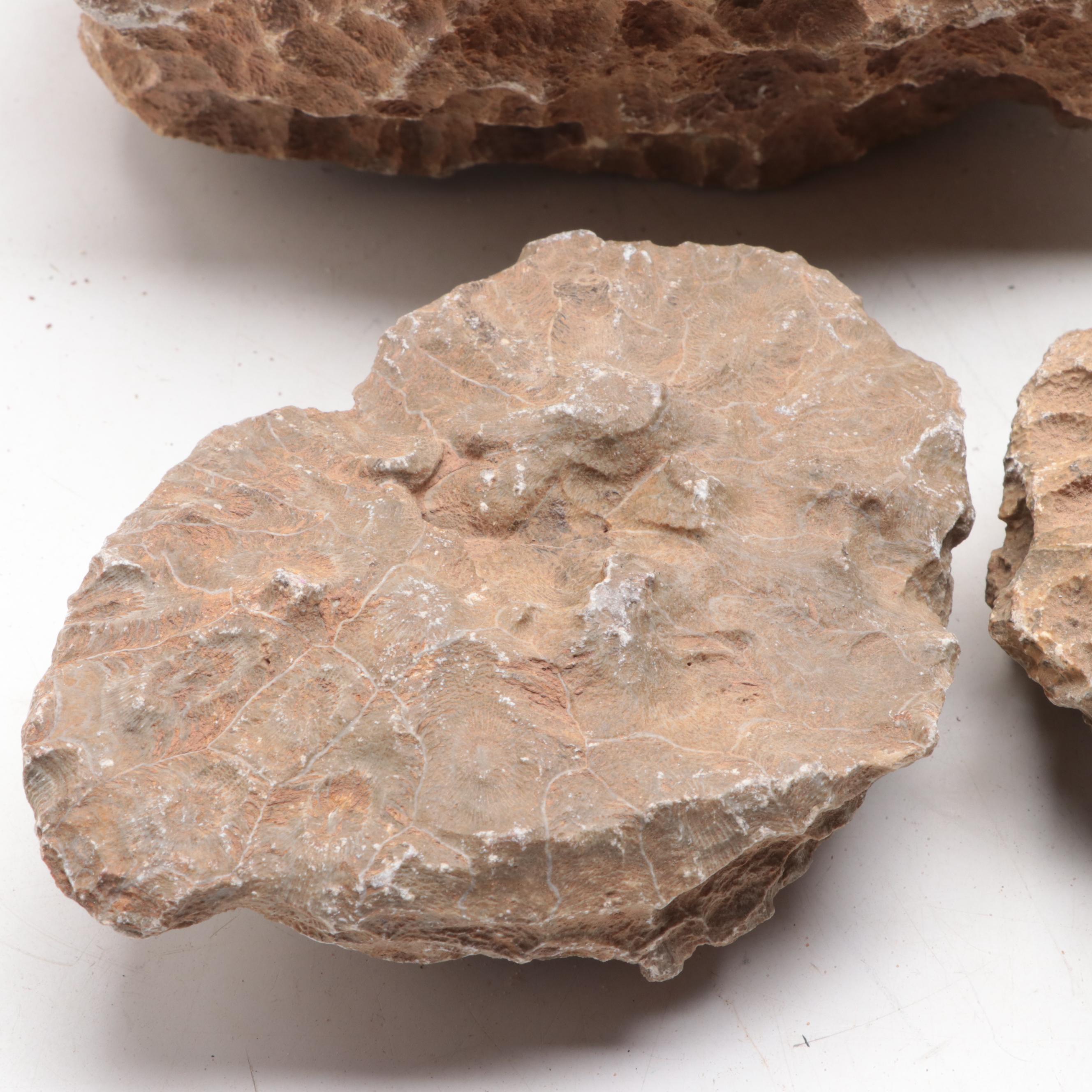 Fossil Lithostrotionella Coral Specimens