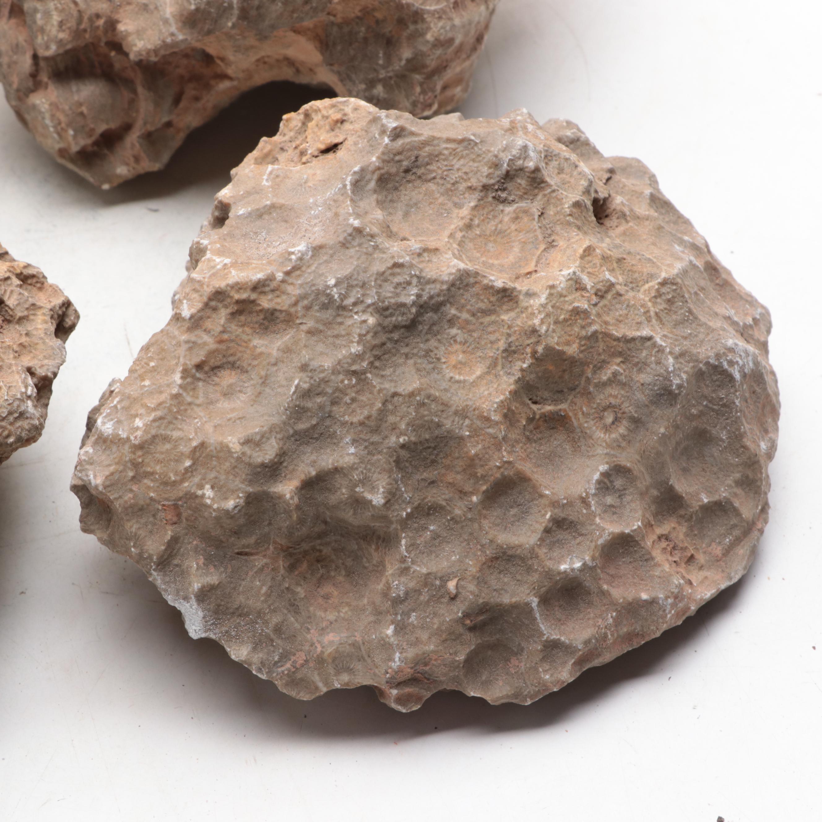 Fossil Lithostrotionella Coral Specimens