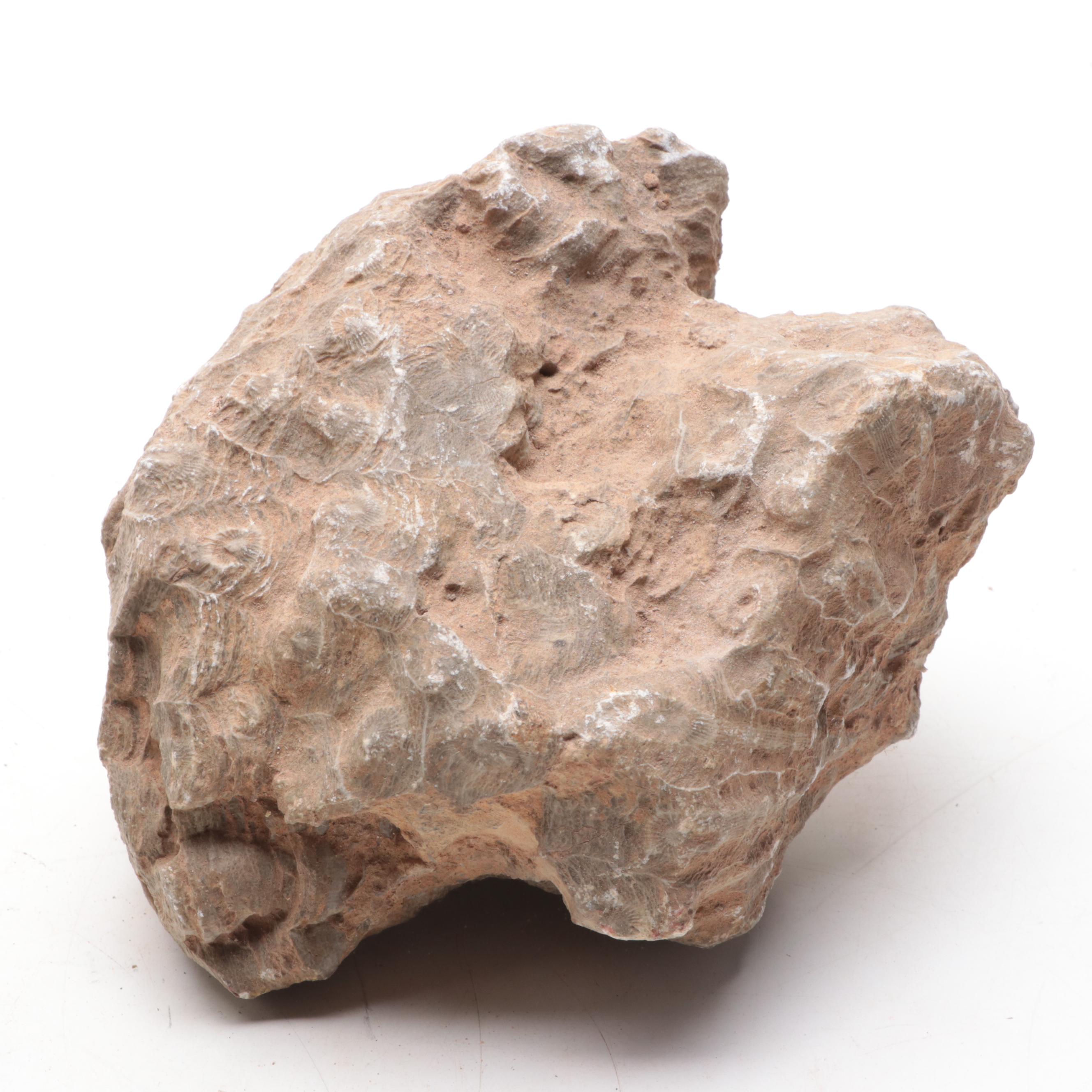 Fossil Lithostrotionella Coral Specimens