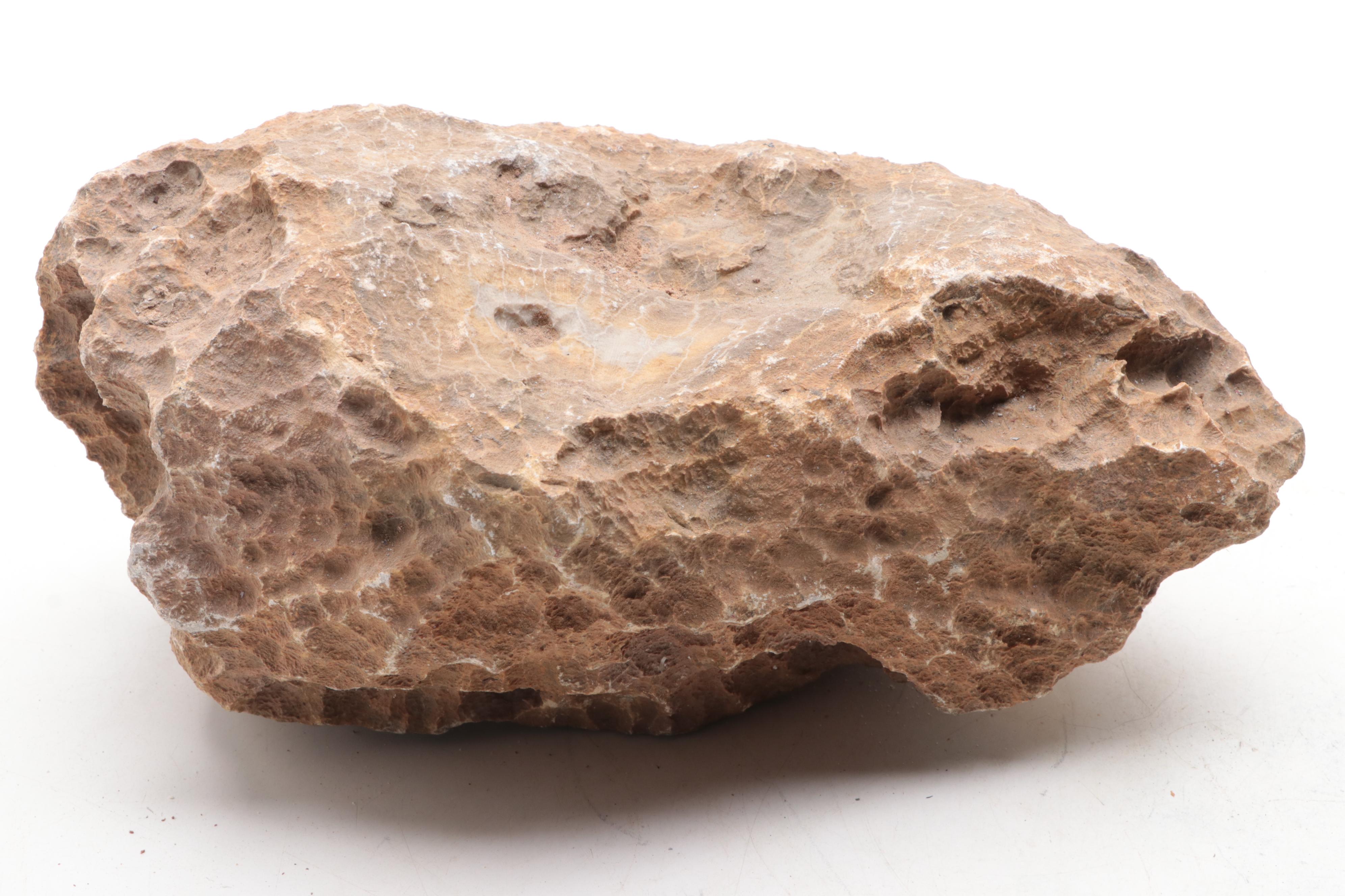 Fossil Lithostrotionella Coral Specimens