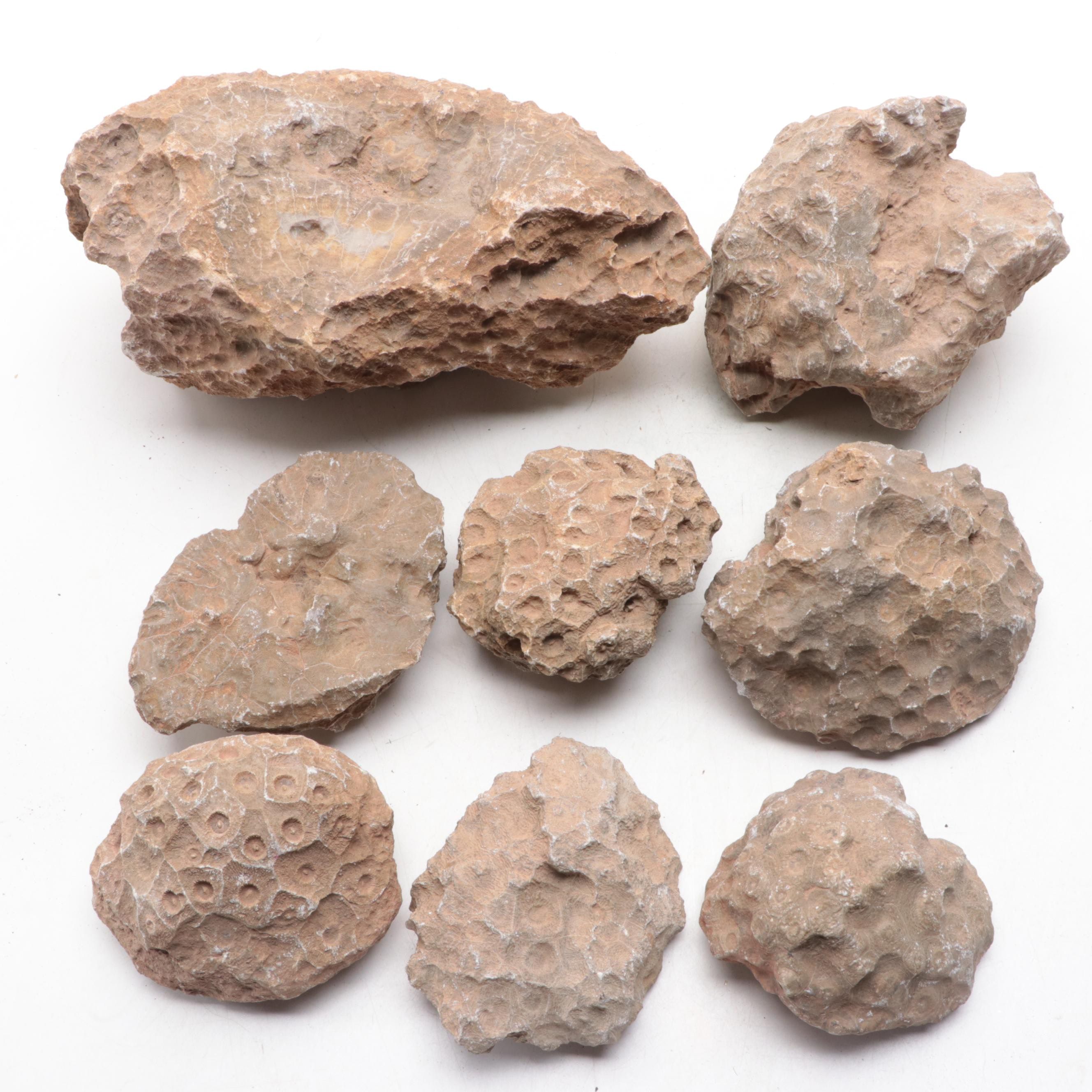 Fossil Lithostrotionella Coral Specimens