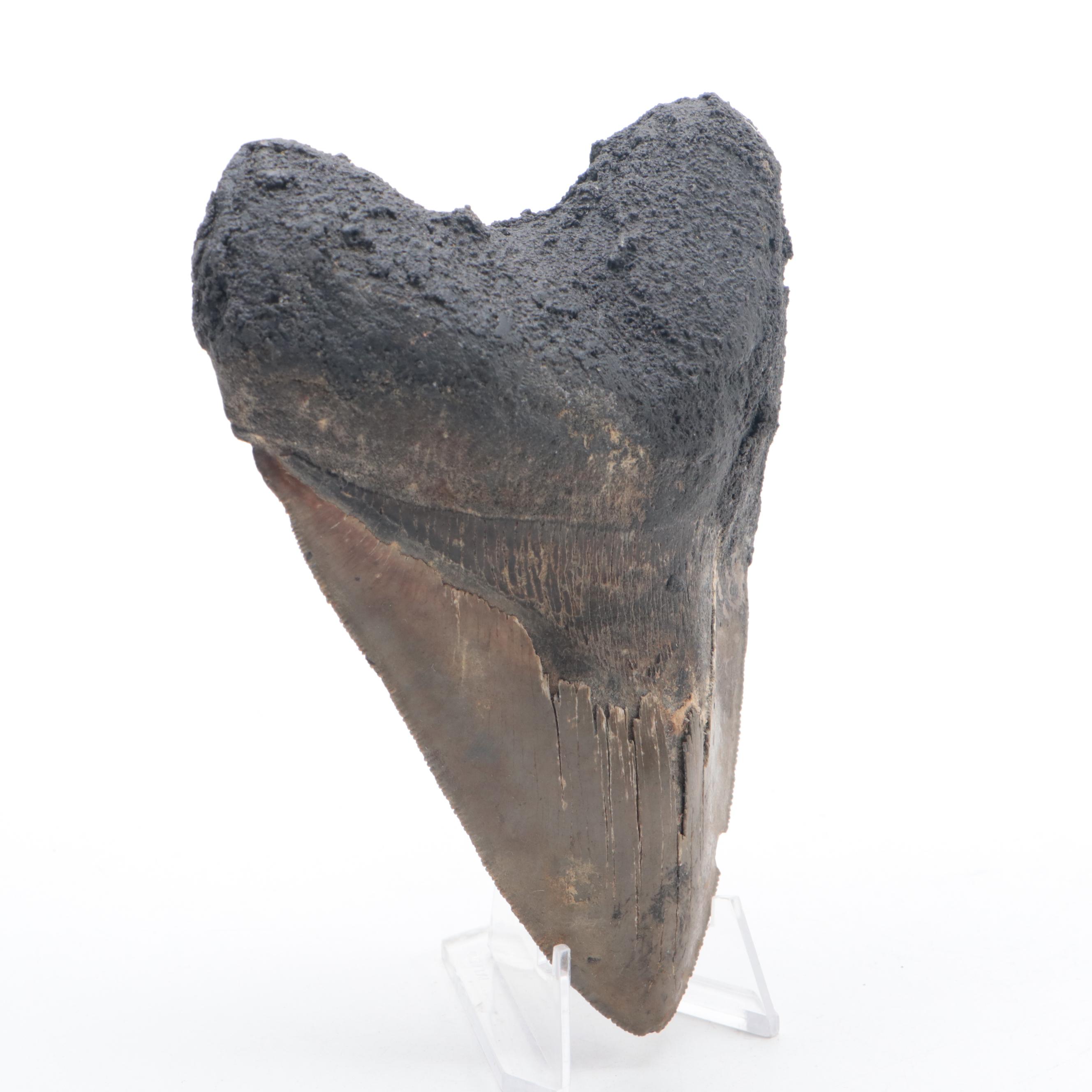 Fossilized Megalodon Tooth