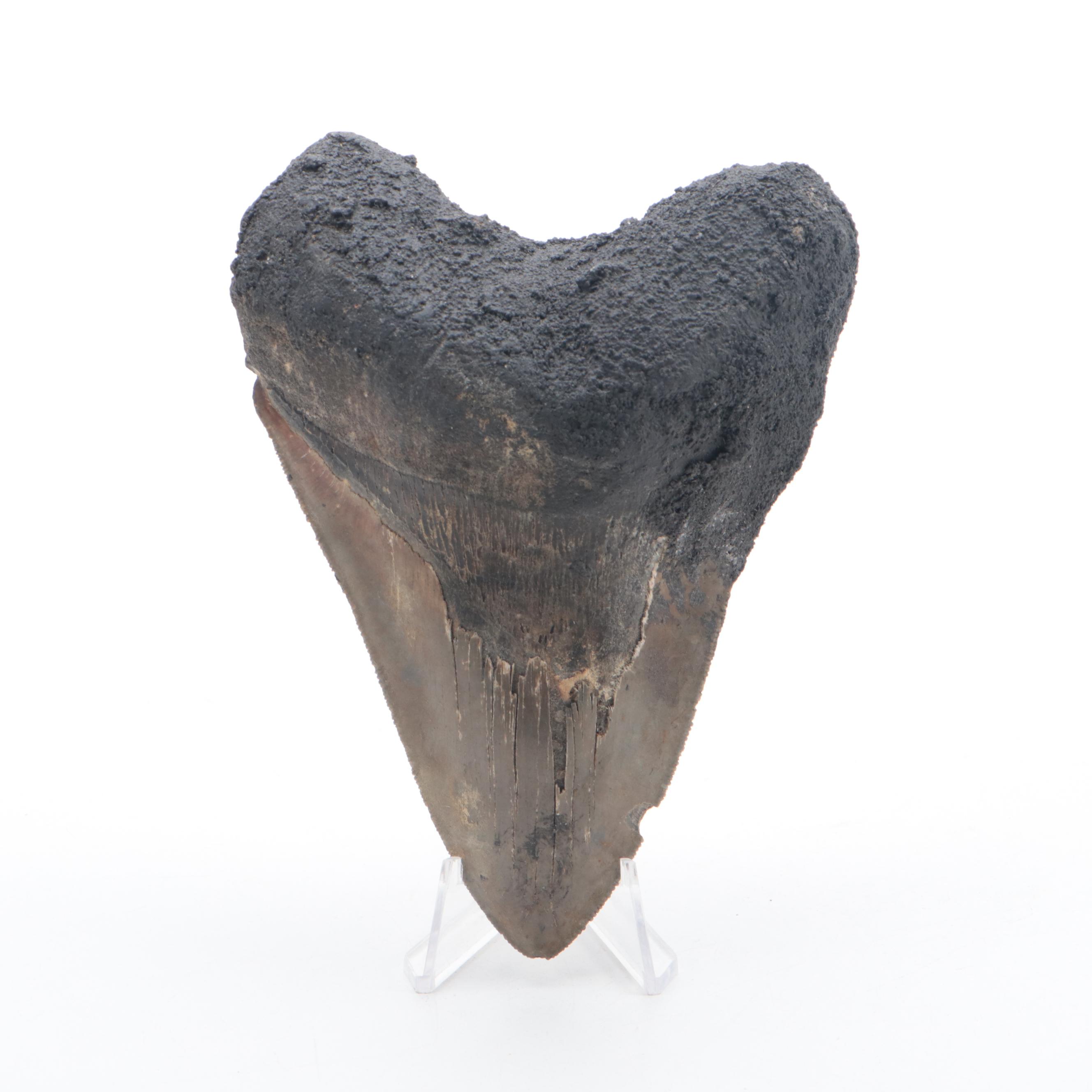 Fossilized Megalodon Tooth