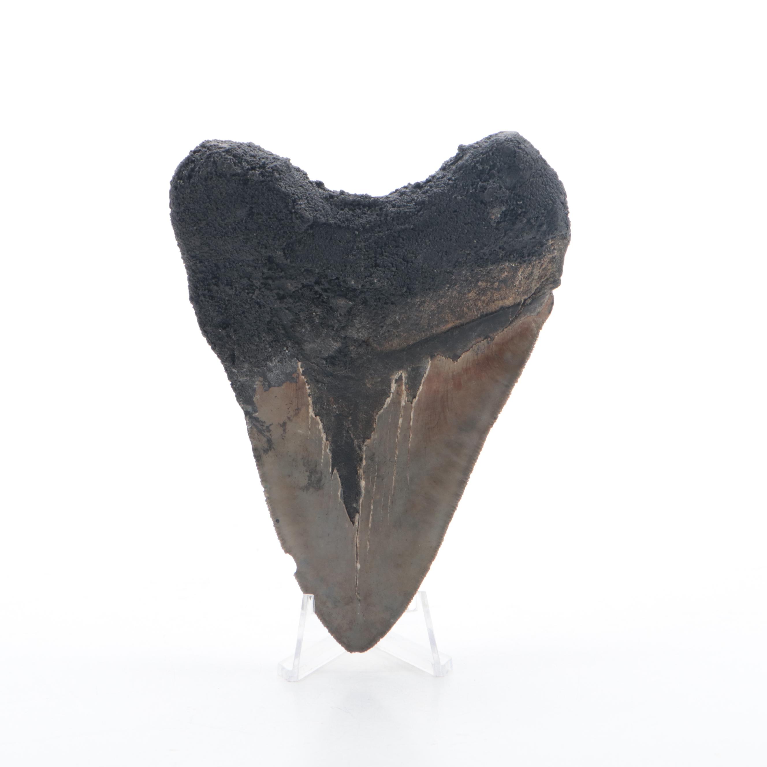 Fossilized Megalodon Tooth