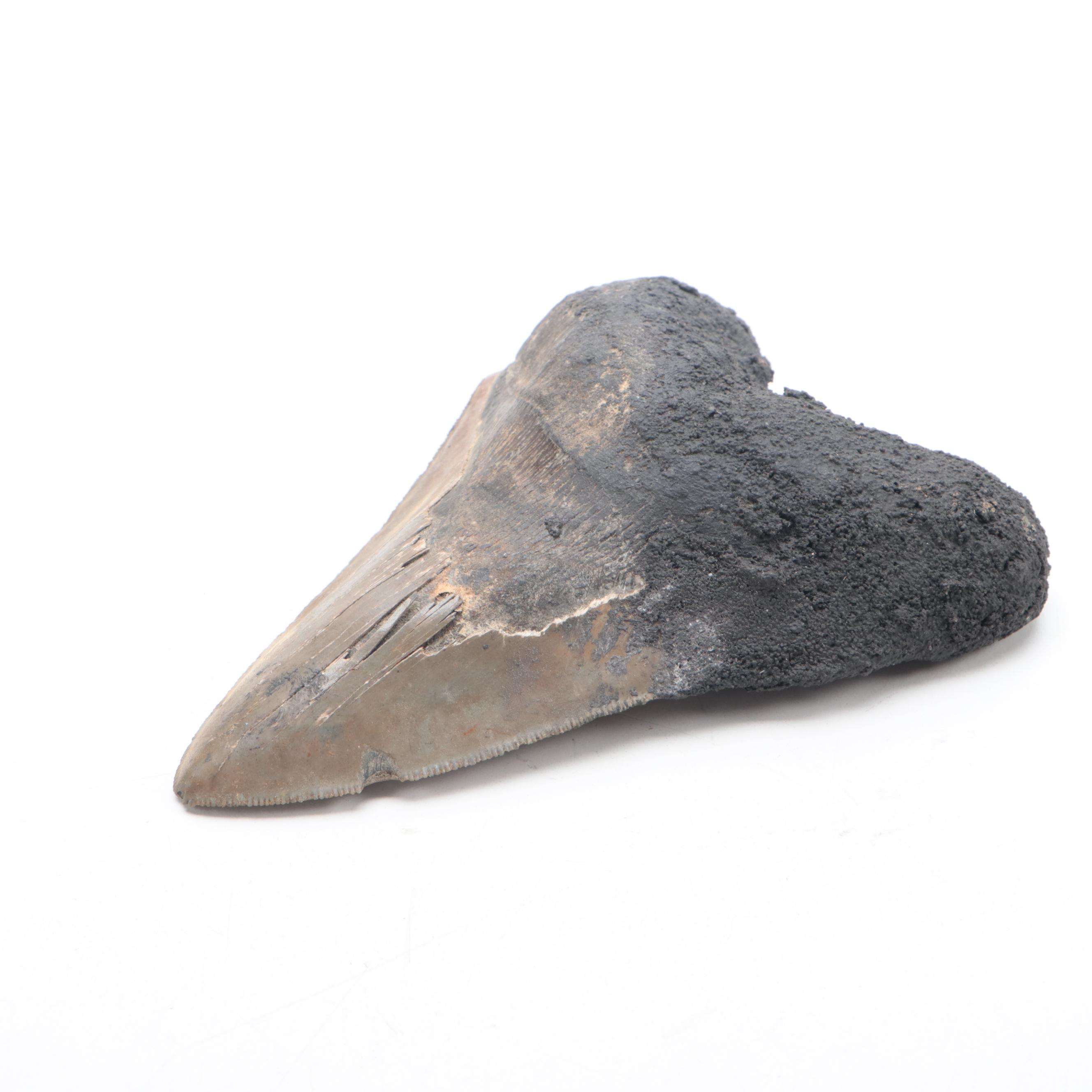 Fossilized Megalodon Tooth