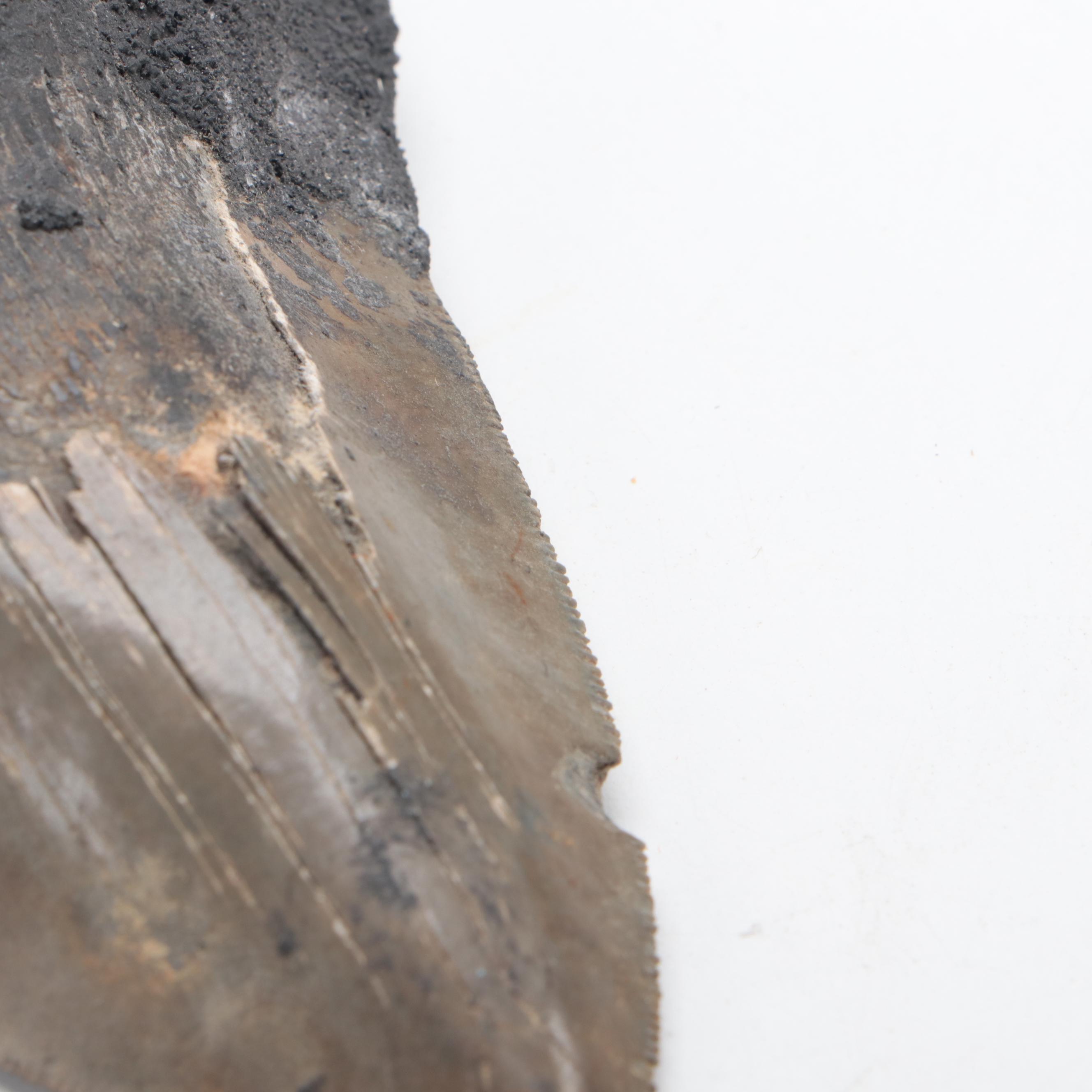 Fossilized Megalodon Tooth