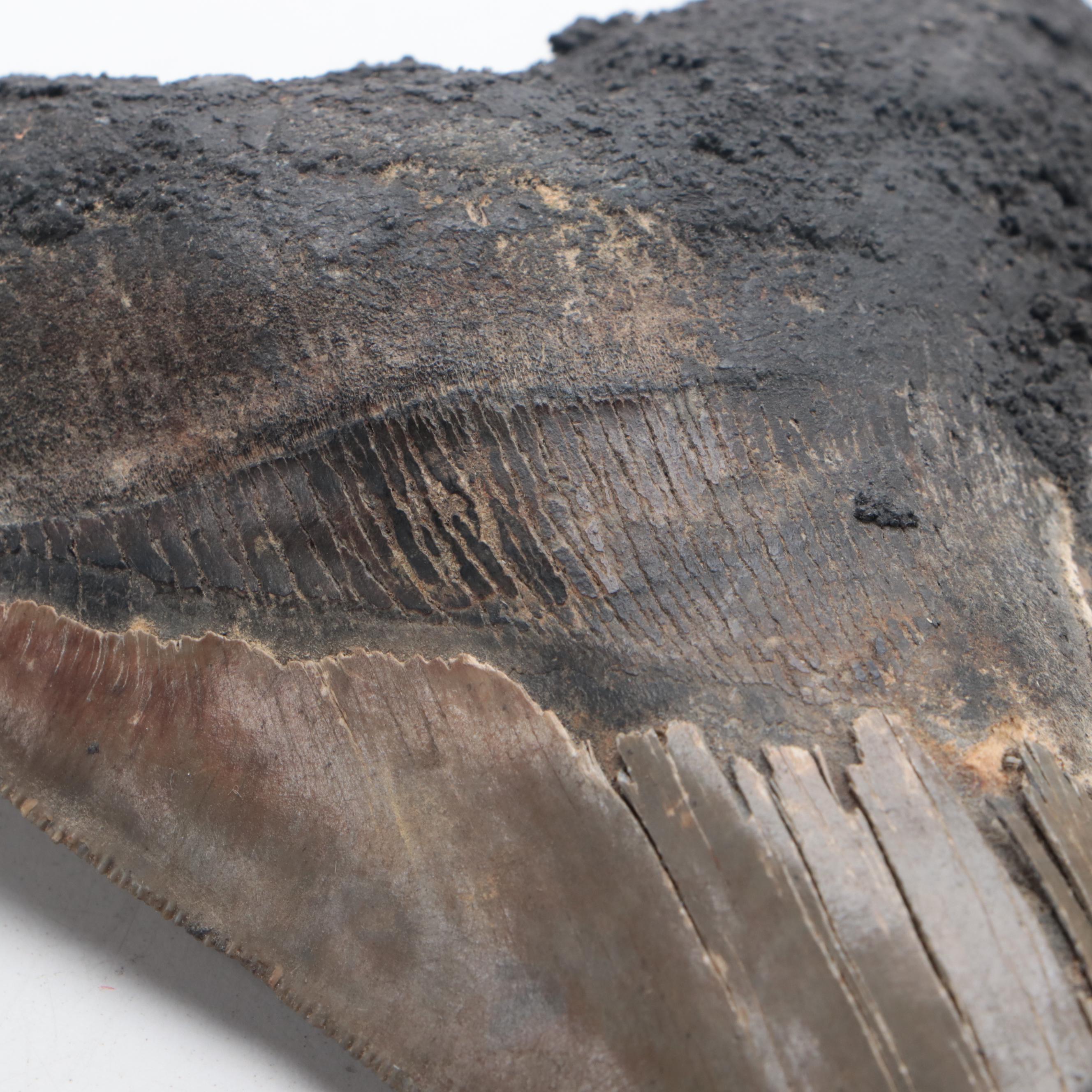 Fossilized Megalodon Tooth