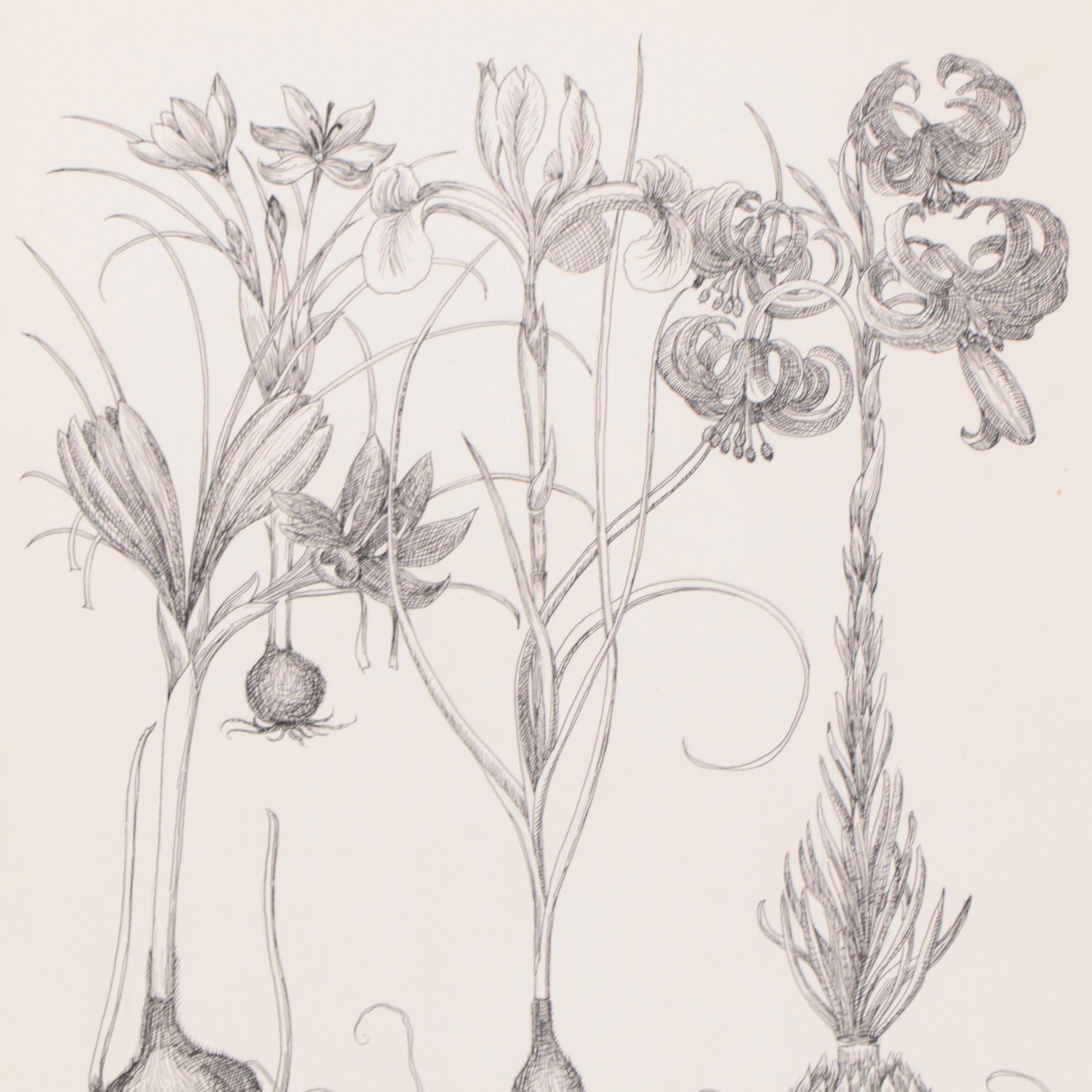 Botanical Pen and Ink Drawings of Flowering Bulbs, 2011