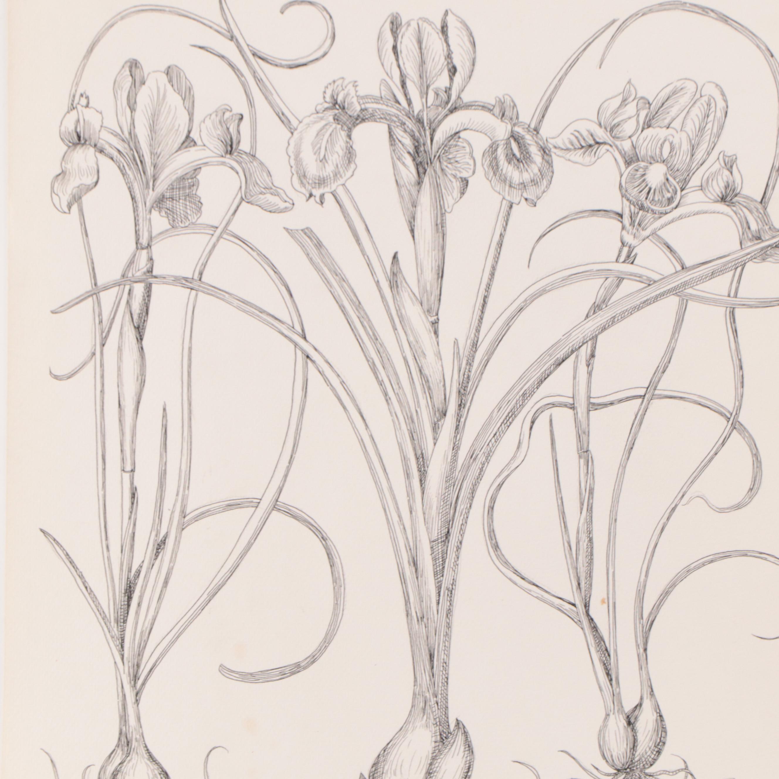 Botanical Pen and Ink Drawings of Flowering Bulbs, 2011