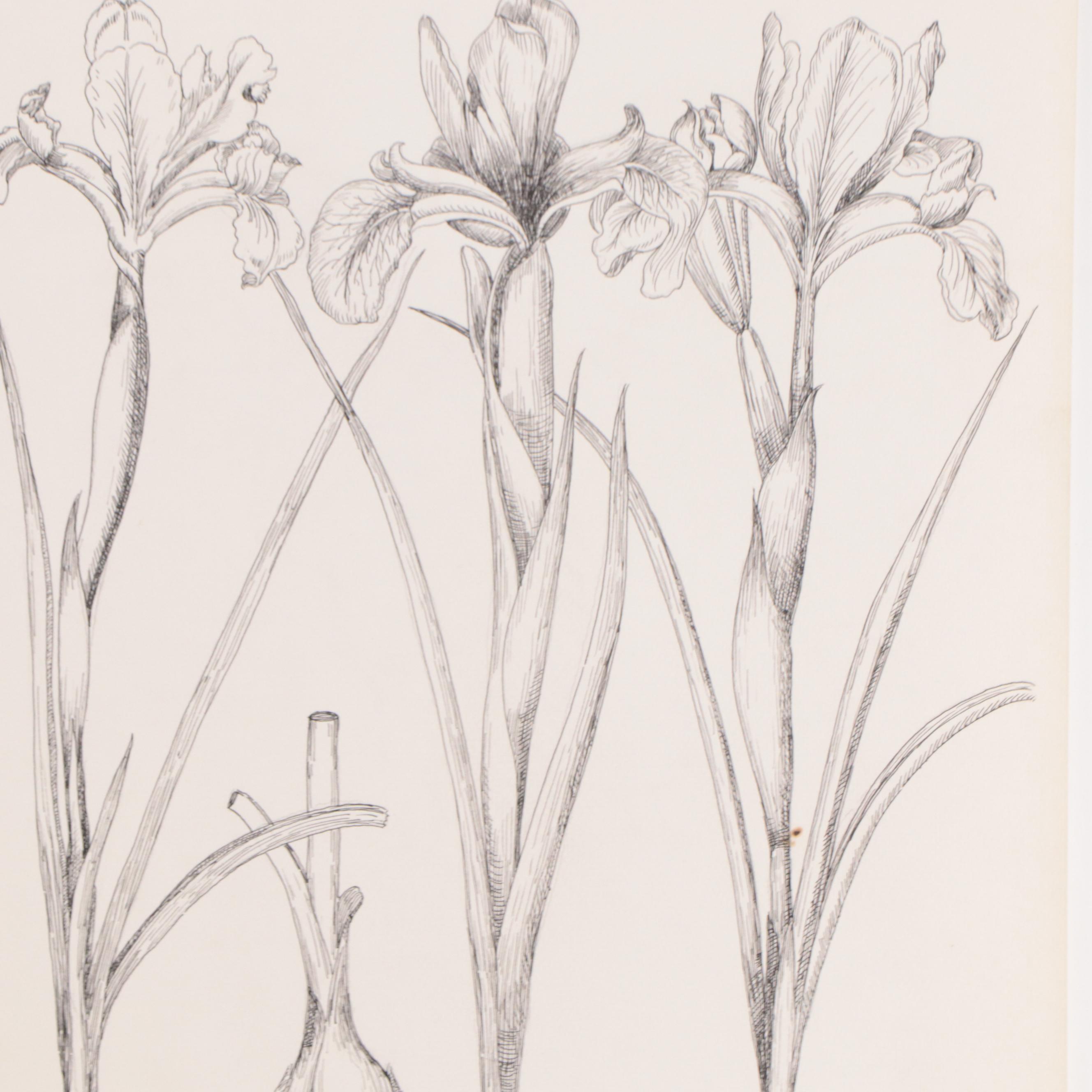 Botanical Pen and Ink Drawings of Flowering Bulbs, 2011