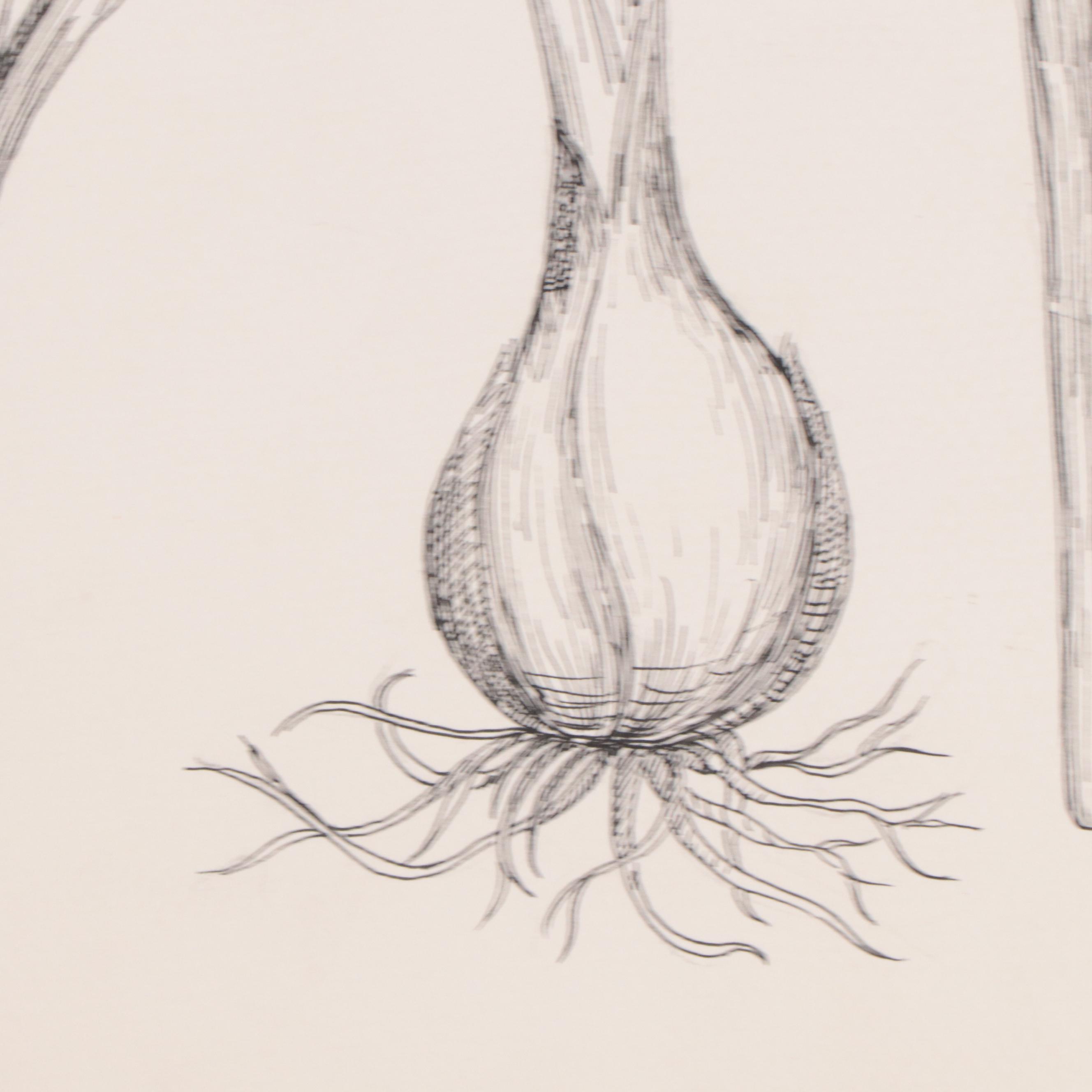 Botanical Pen and Ink Drawings of Flowering Bulbs, 2011