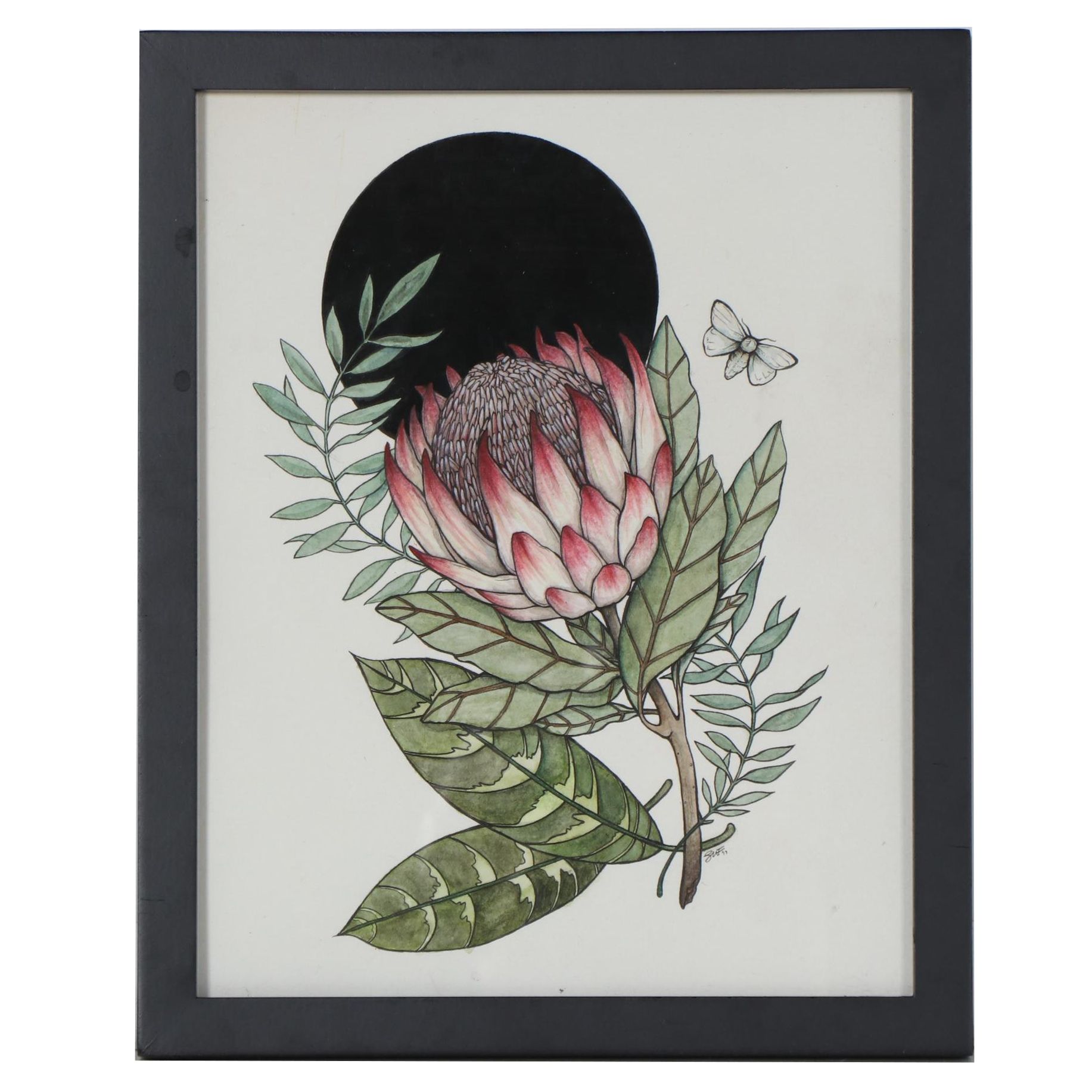 Shannon Fitch Ink and Gouache Illustration "Protea," 2019