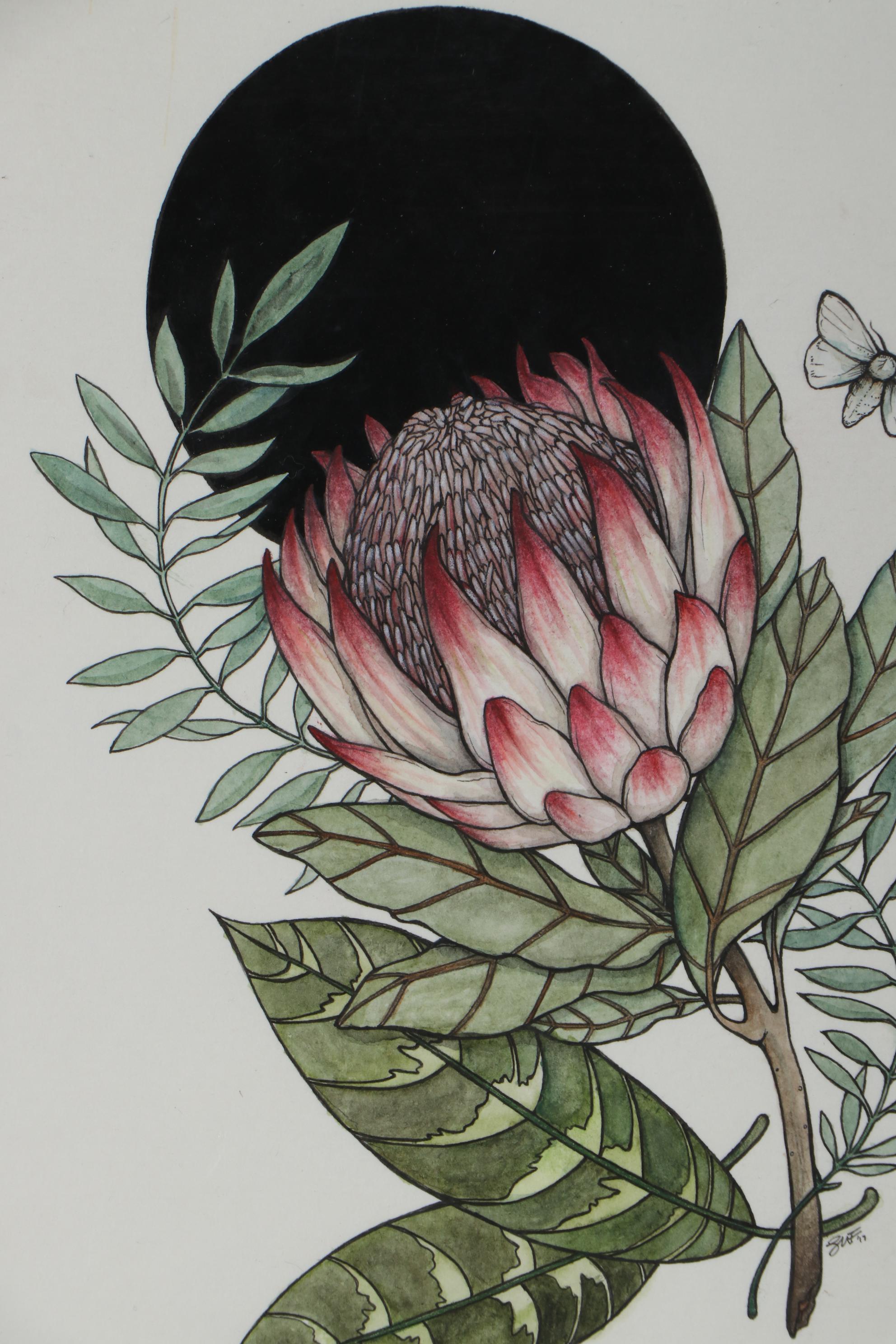 Shannon Fitch Ink and Gouache Illustration "Protea," 2019