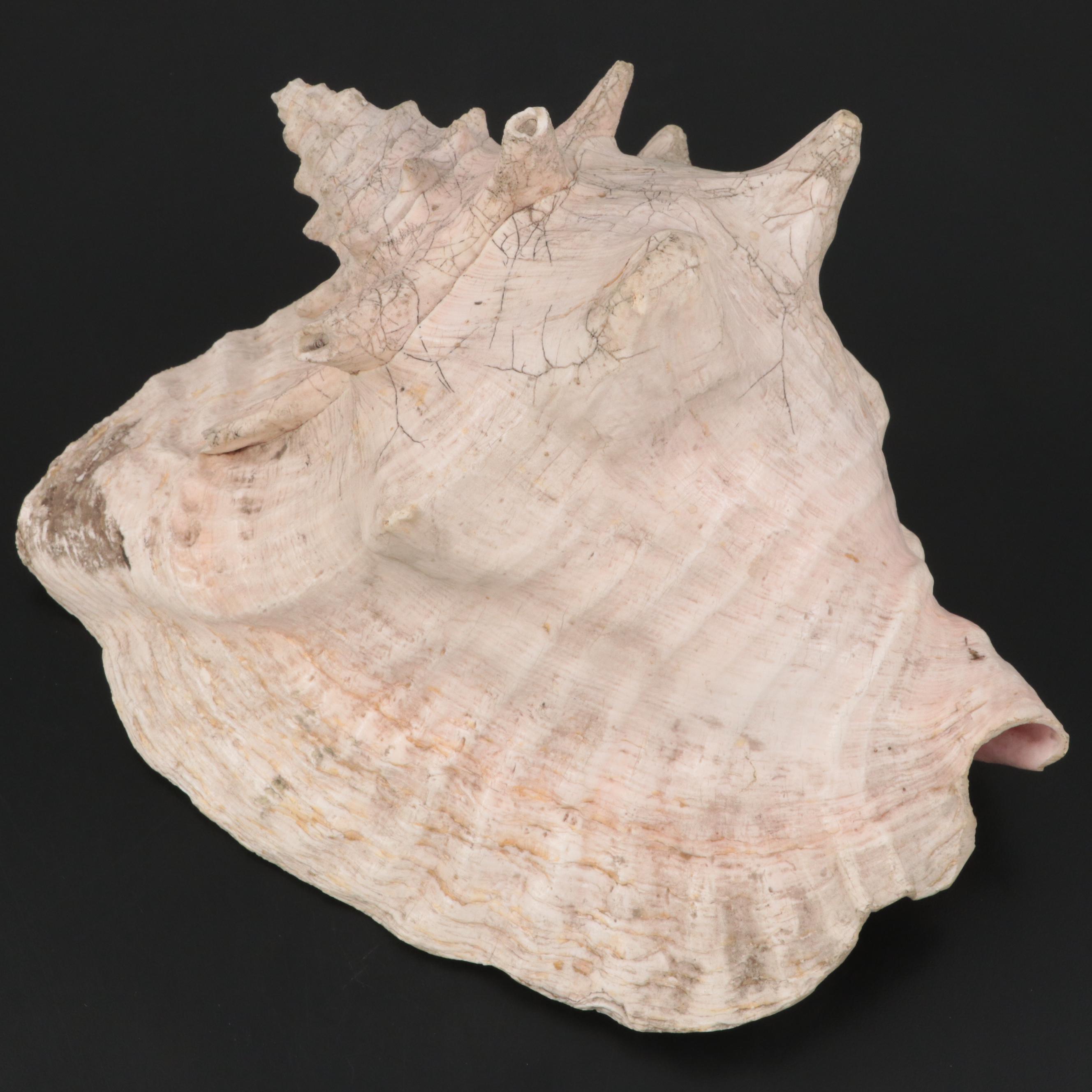 Large Conch Shell Specimen with Silver Plate Spider Conch Shells and More