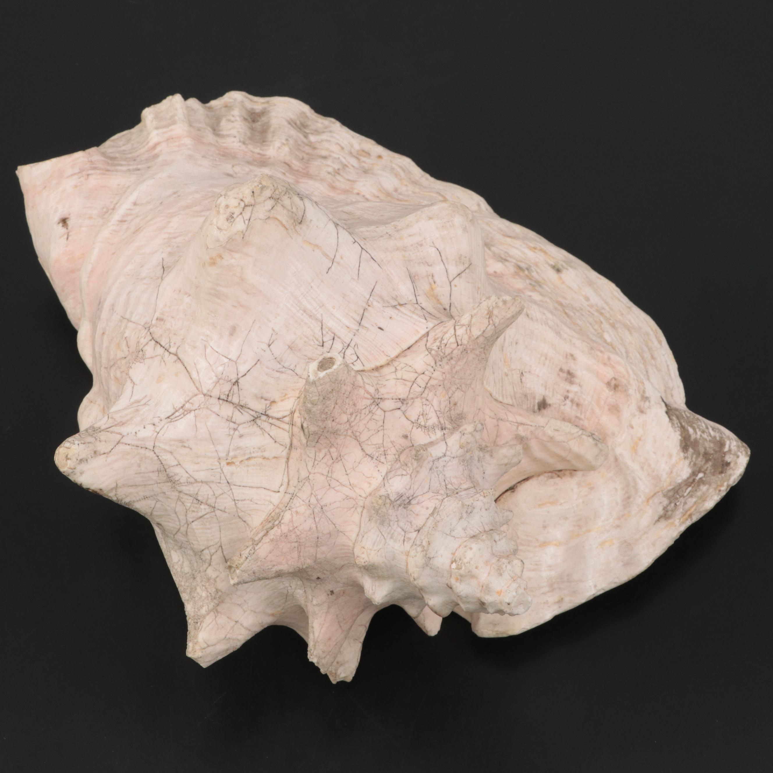 Large Conch Shell Specimen with Silver Plate Spider Conch Shells and More