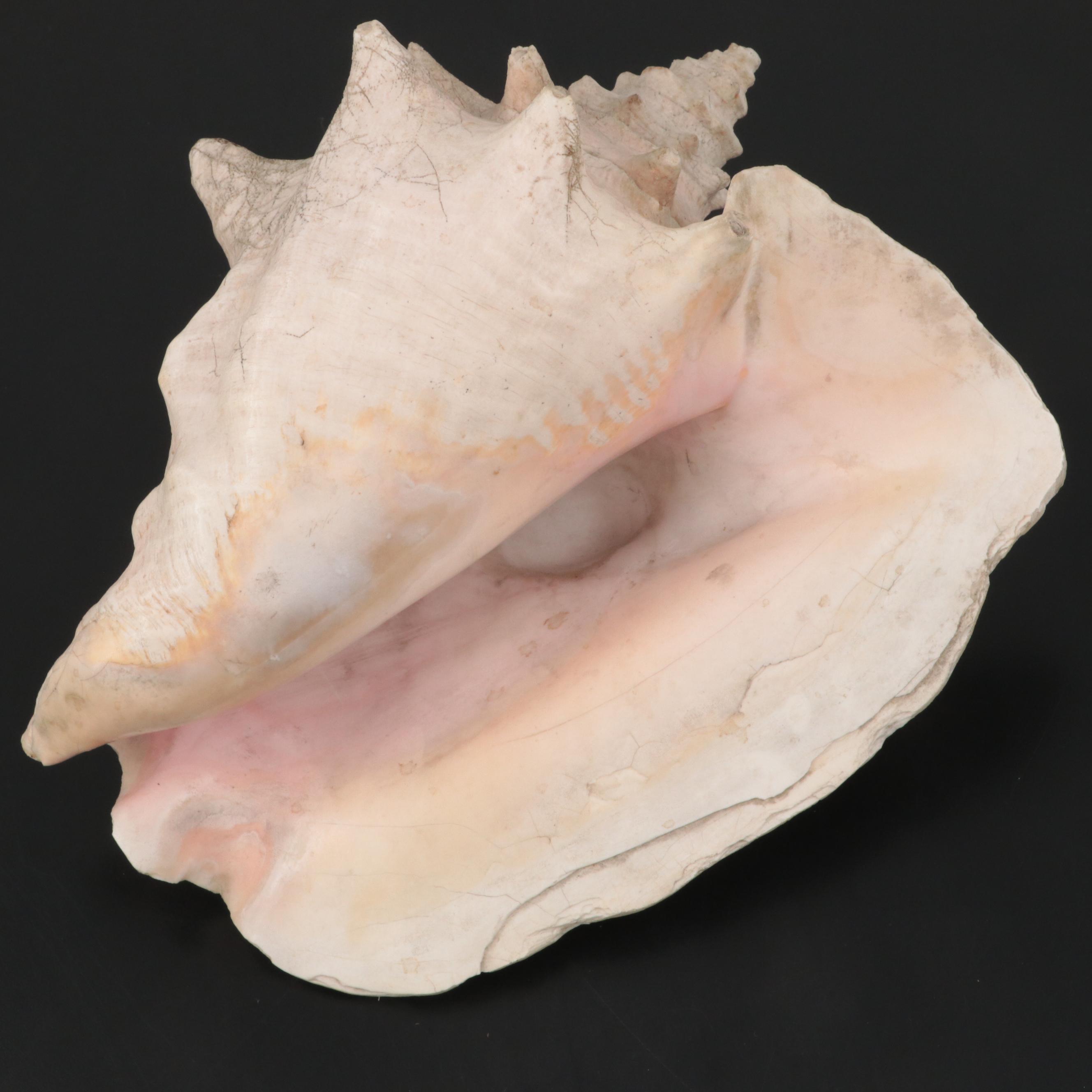 Large Conch Shell Specimen with Silver Plate Spider Conch Shells and More