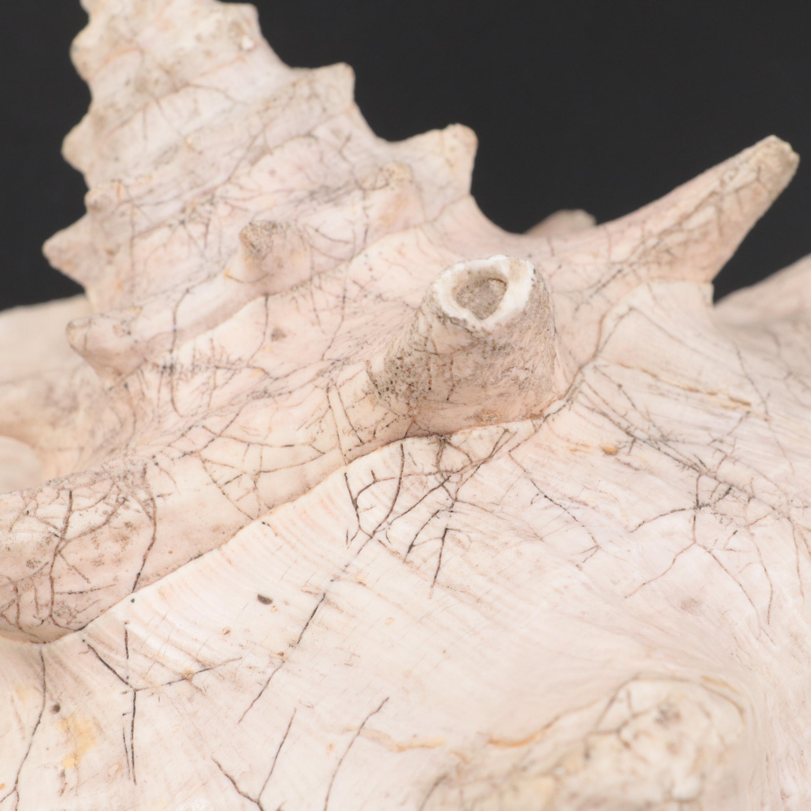 Large Conch Shell Specimen with Silver Plate Spider Conch Shells and More