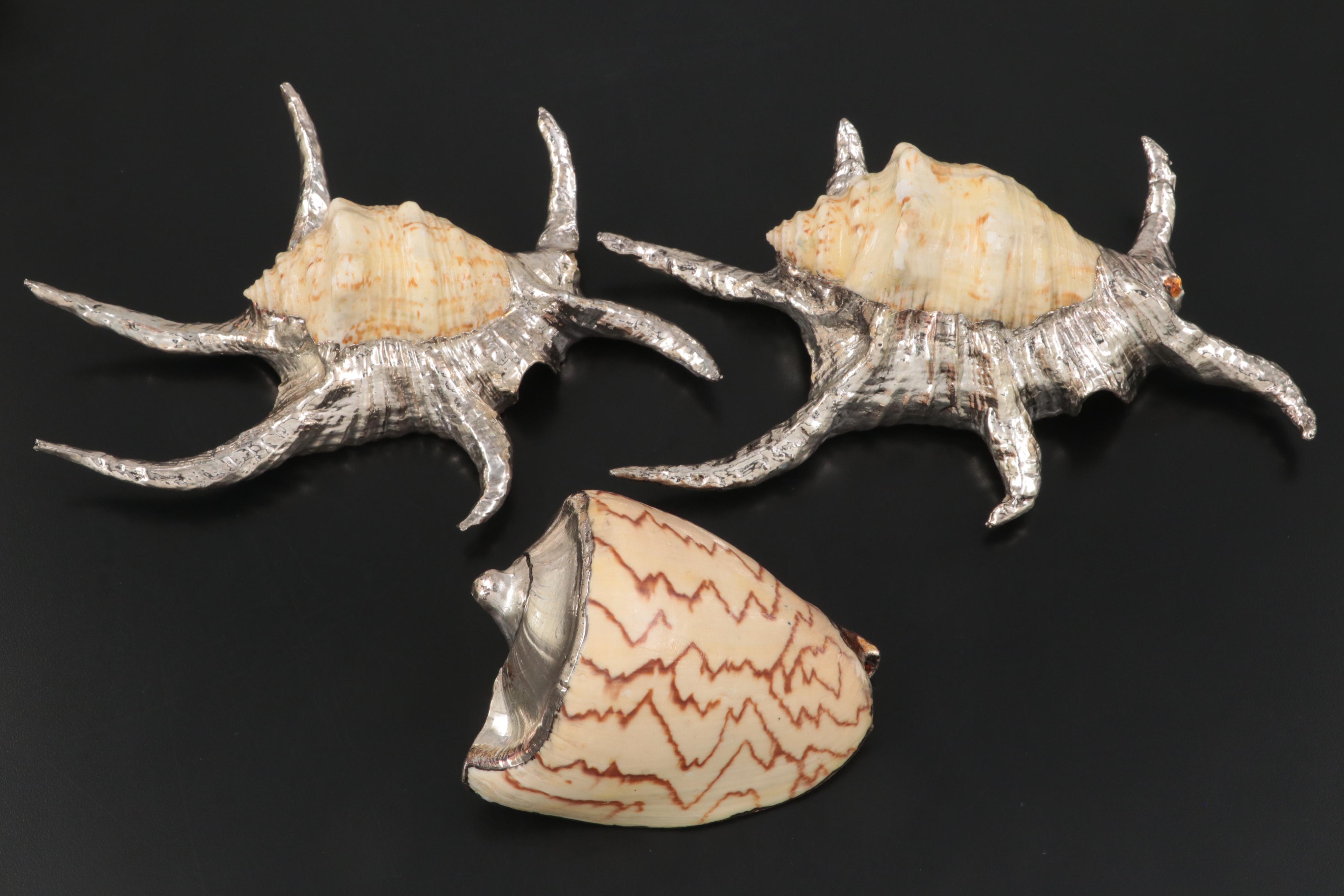Large Conch Shell Specimen with Silver Plate Spider Conch Shells and More