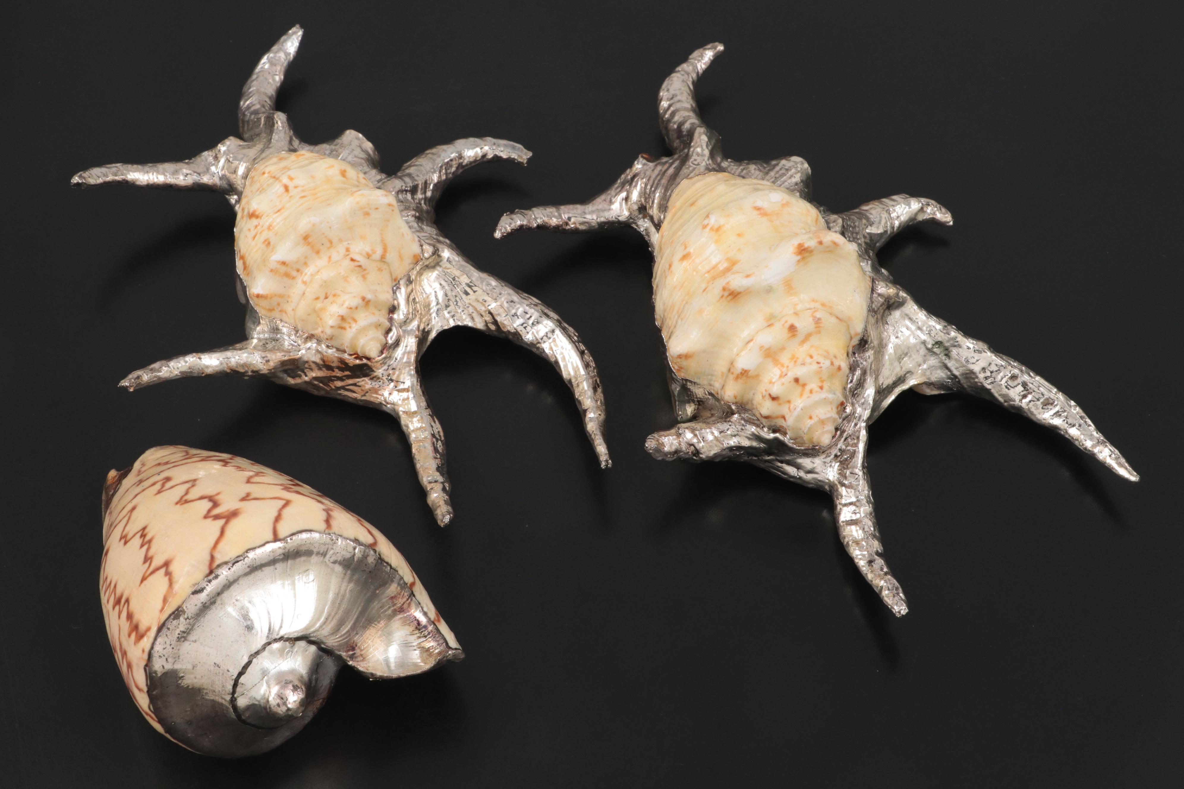 Large Conch Shell Specimen with Silver Plate Spider Conch Shells and More