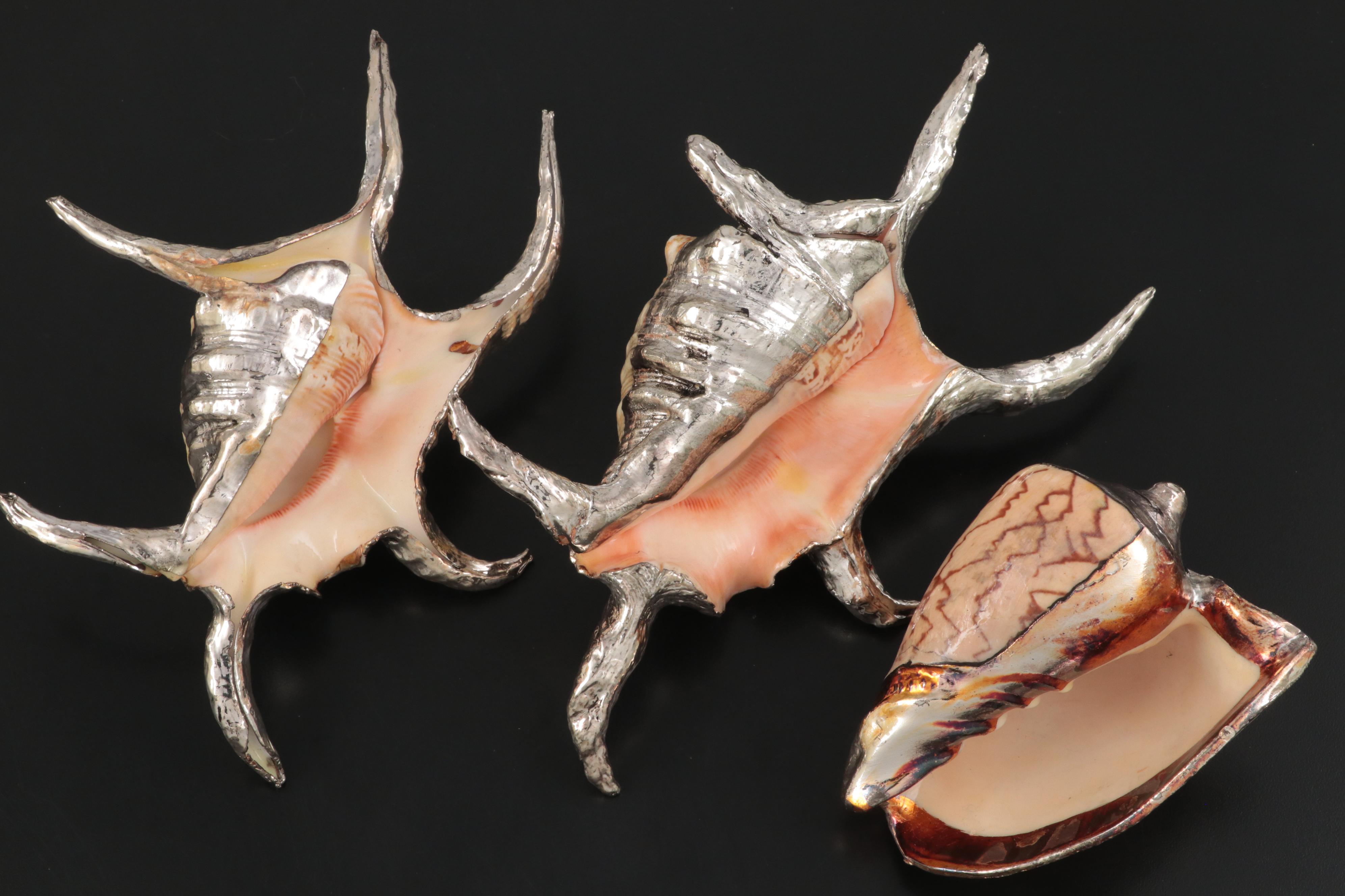 Large Conch Shell Specimen with Silver Plate Spider Conch Shells and More