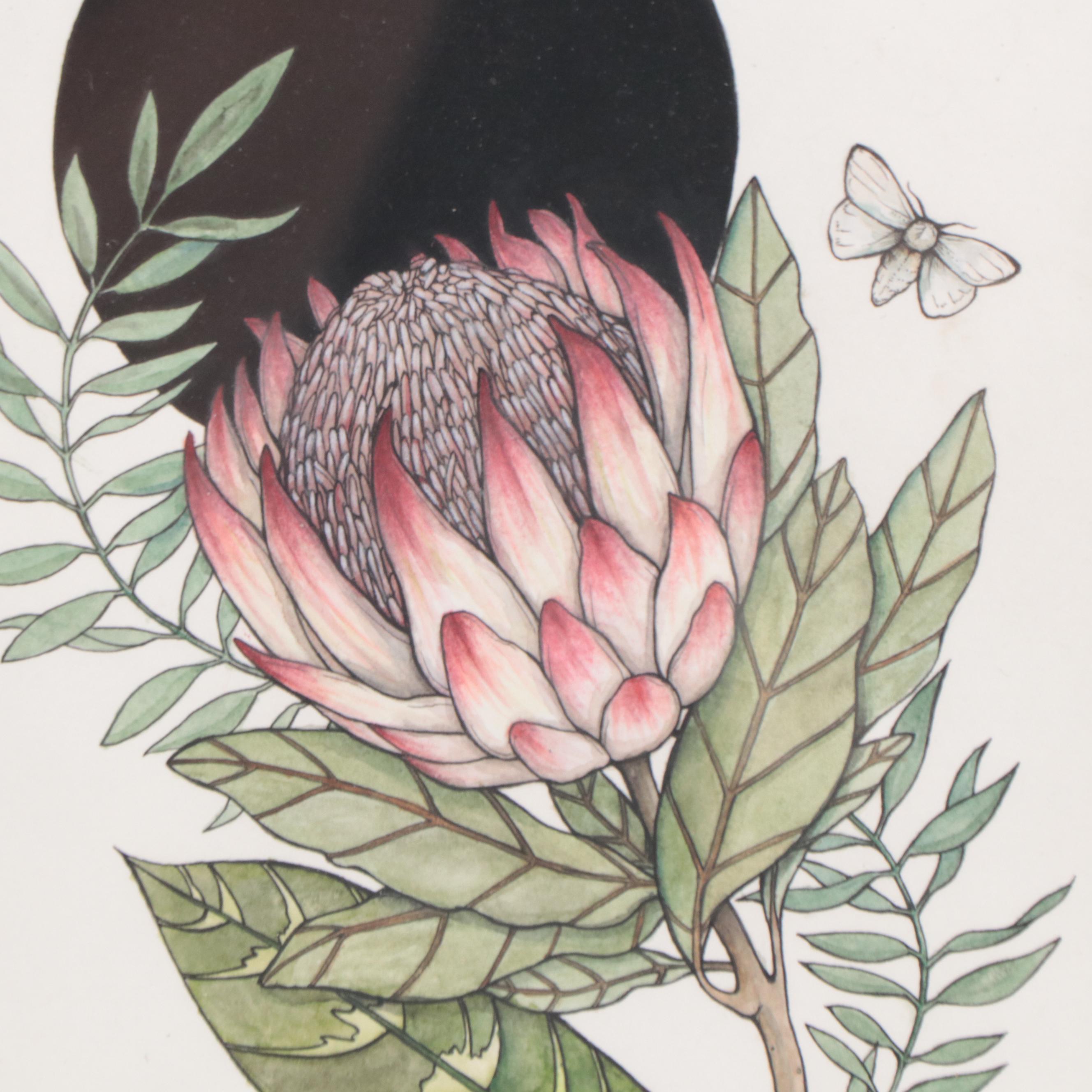 Shannon Fitch Ink and Gouache Illustration "Protea," 2019