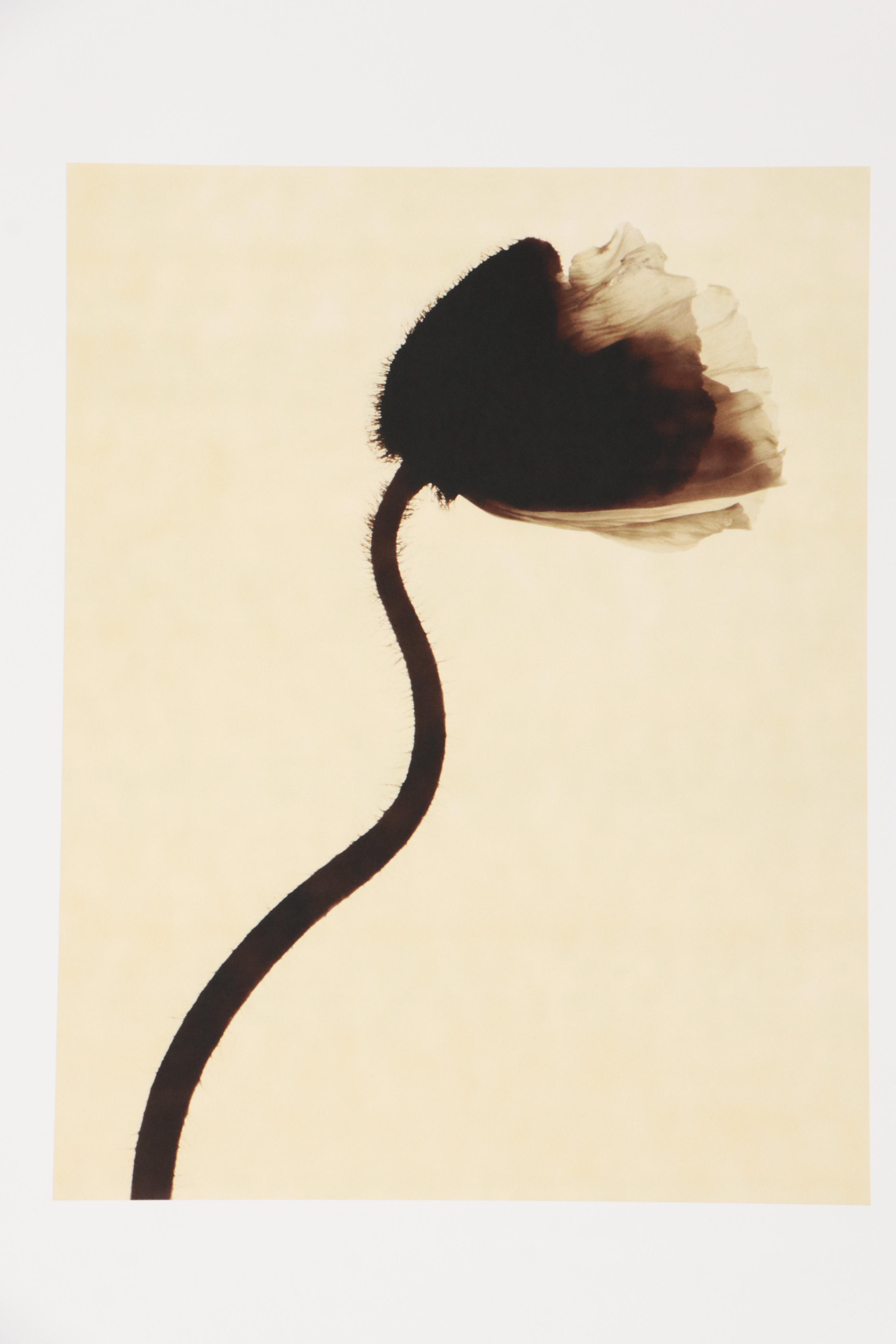 Torkil Gudnason Iris Prints "Natural Elements," 2000/2001