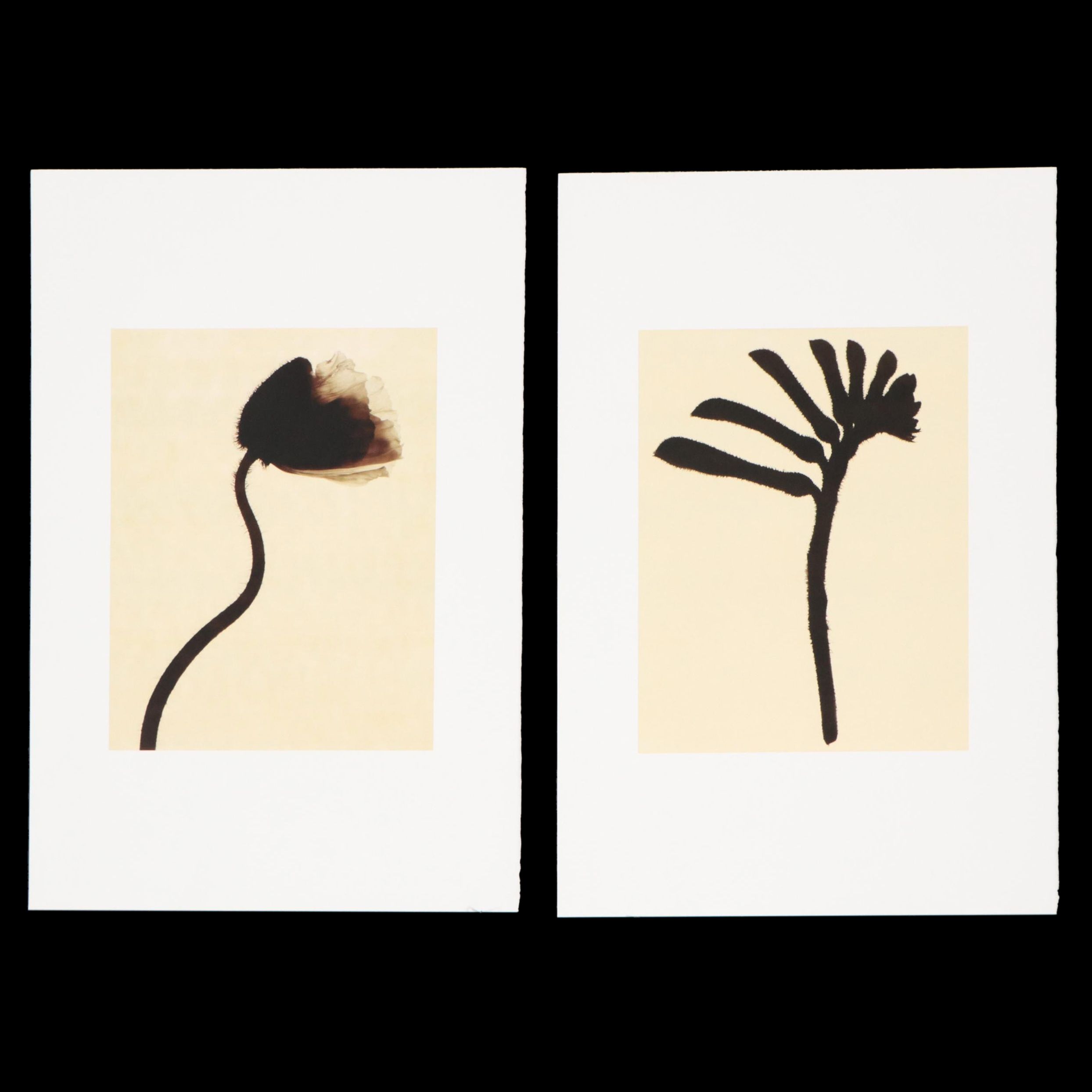Torkil Gudnason Iris Prints "Natural Elements," 2000/2001