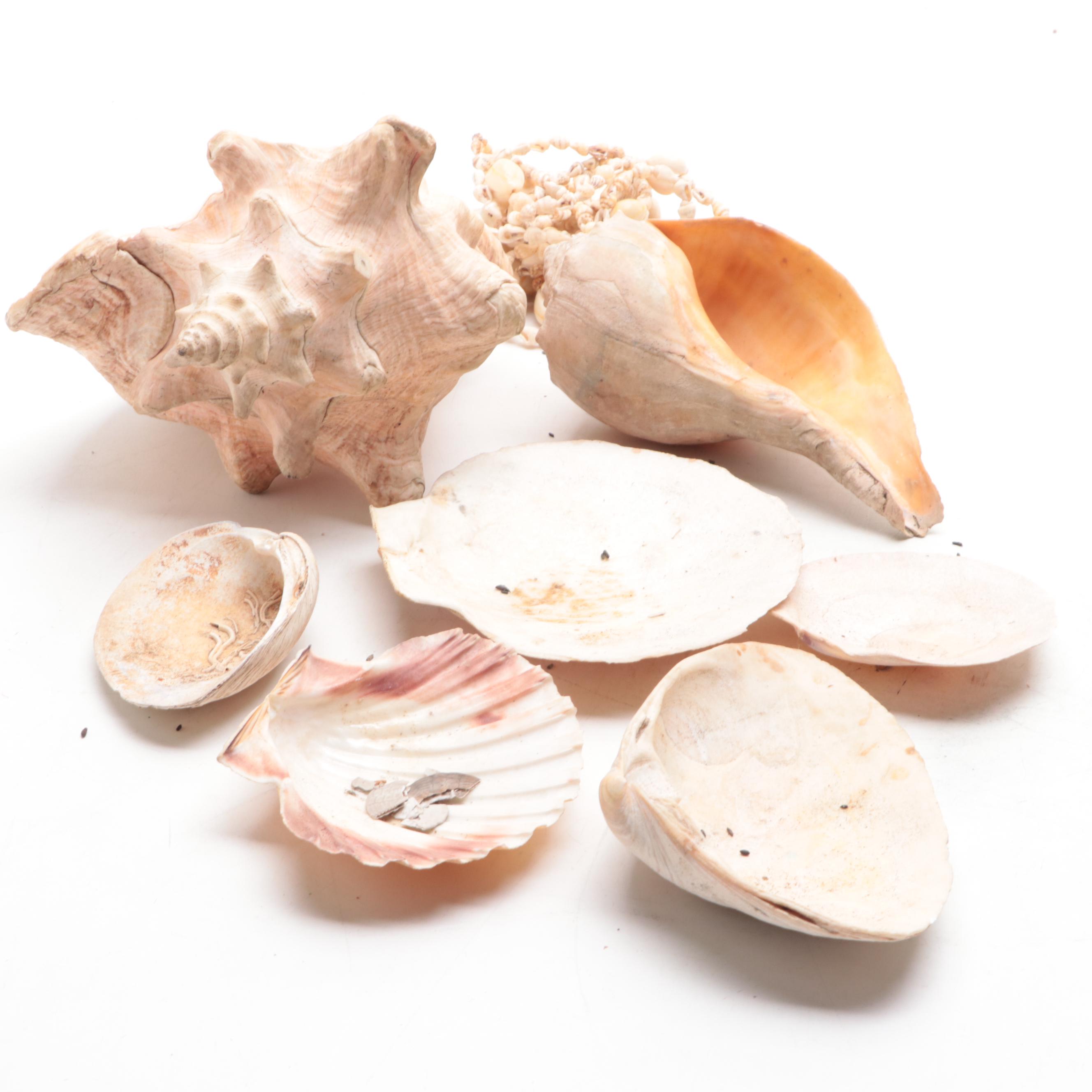 Merck & Co. Wood Shipping Box, Glass Fishing Floats, Queen Conch, Abalone