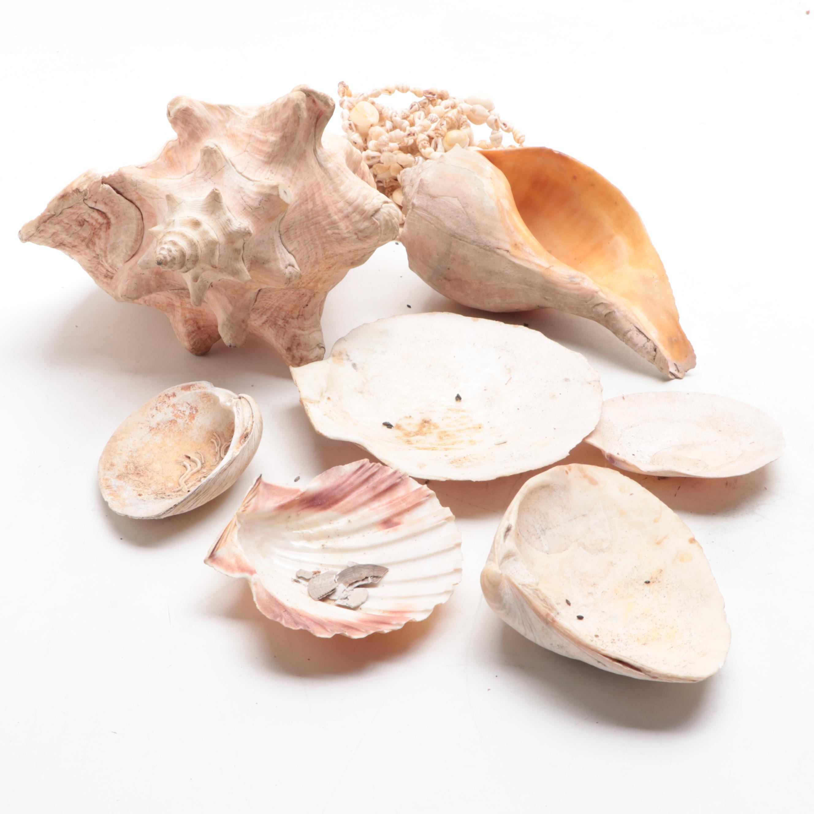 Merck & Co. Wood Shipping Box, Glass Fishing Floats, Queen Conch, Abalone