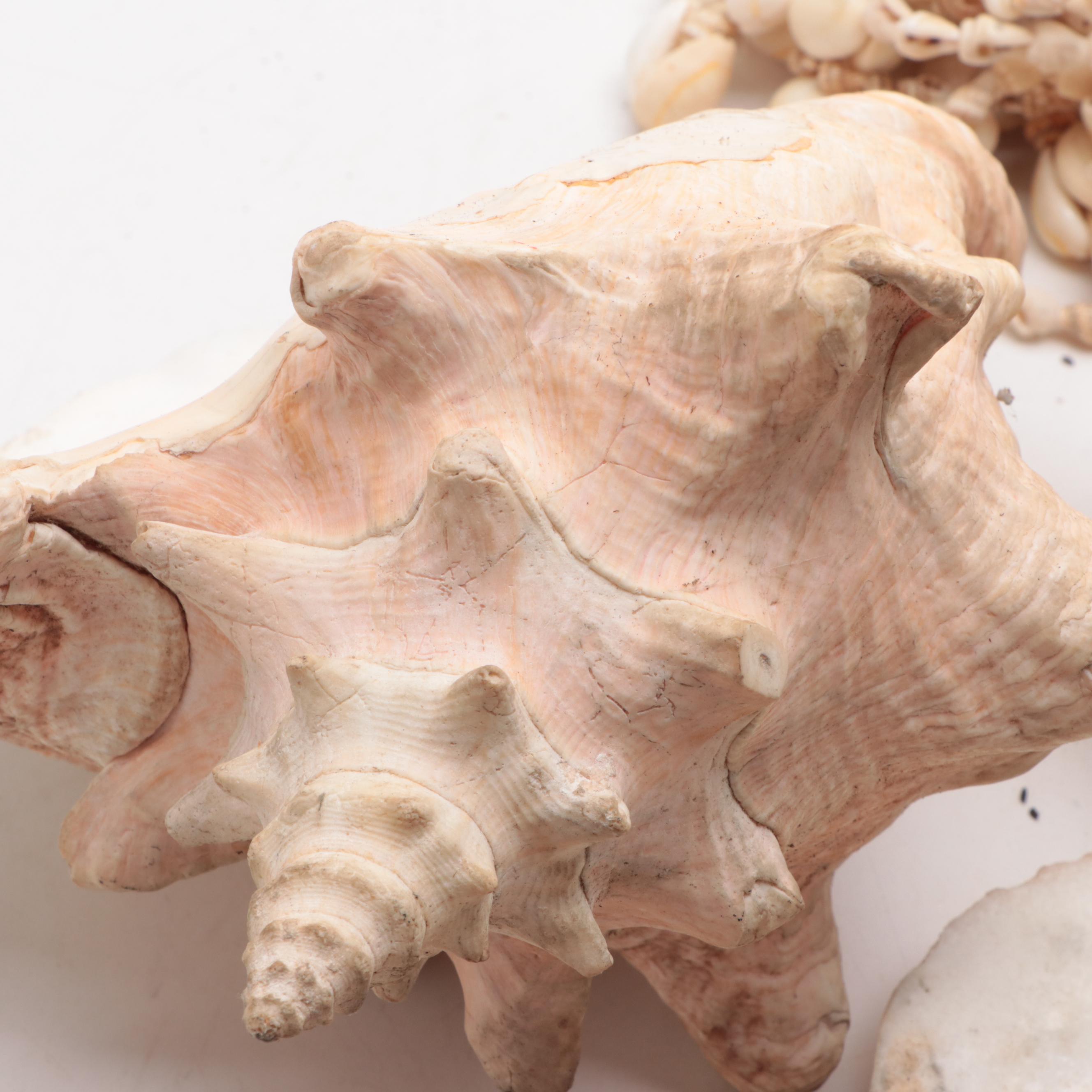 Merck & Co. Wood Shipping Box, Glass Fishing Floats, Queen Conch, Abalone