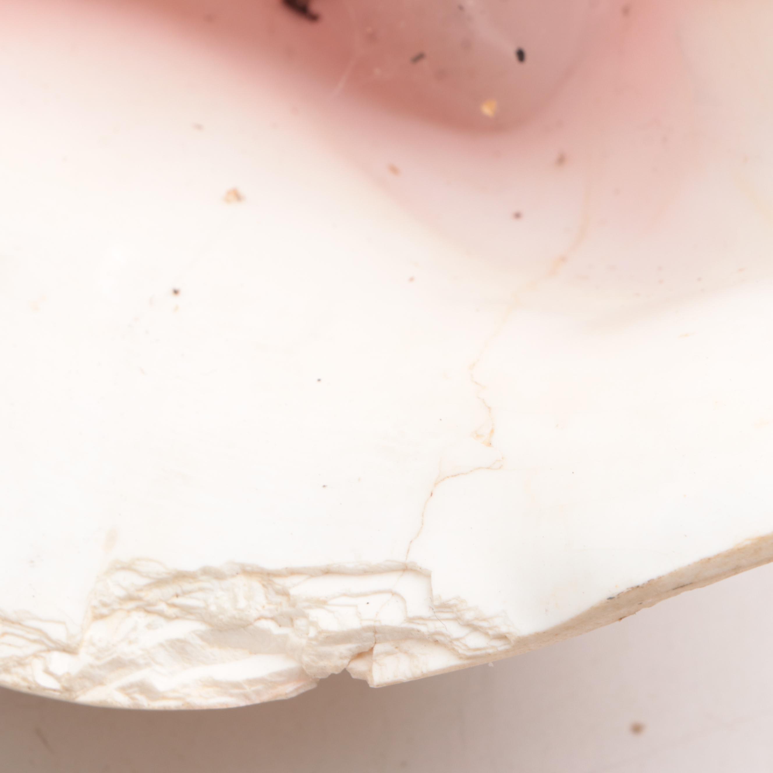 Merck & Co. Wood Shipping Box, Glass Fishing Floats, Queen Conch, Abalone