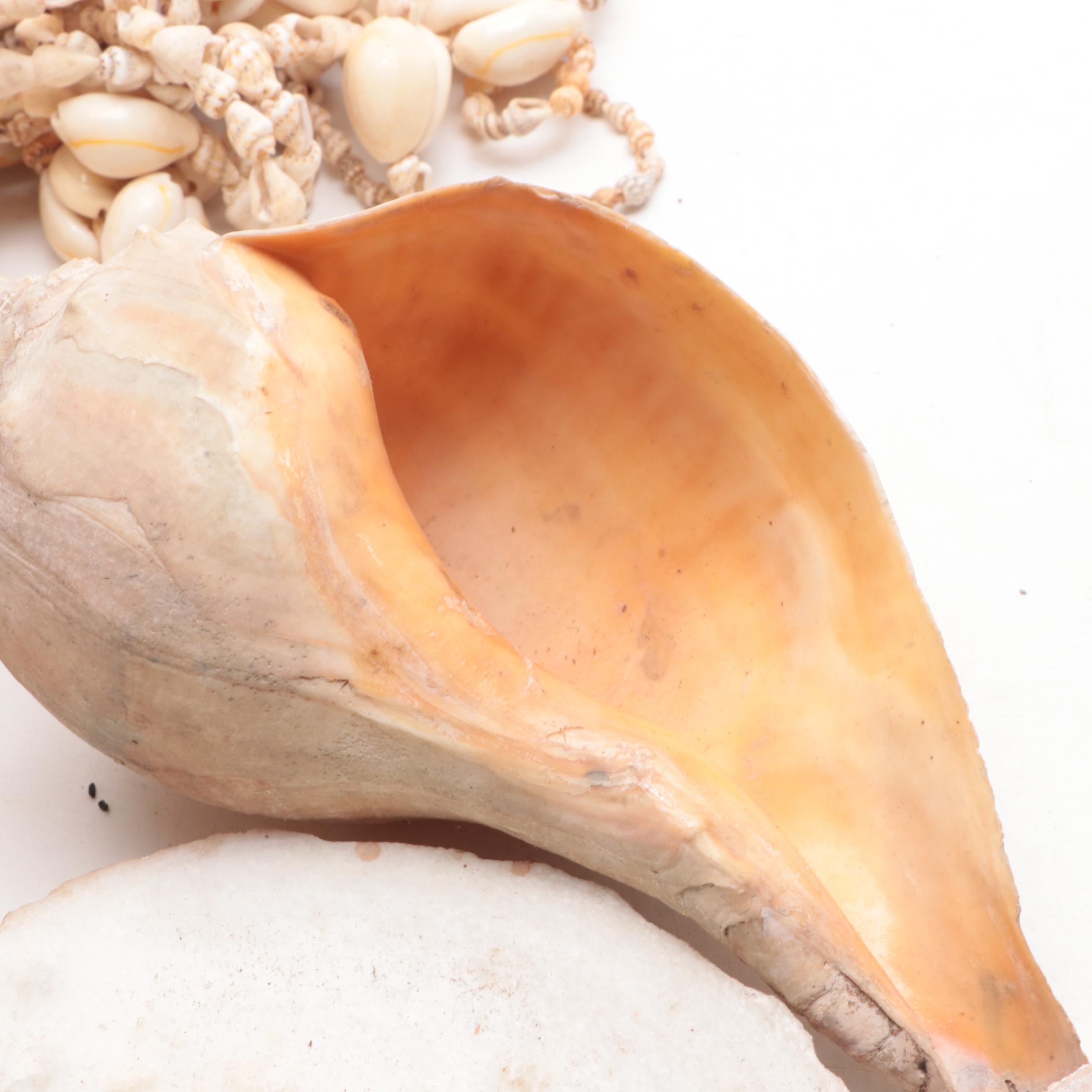 Merck & Co. Wood Shipping Box, Glass Fishing Floats, Queen Conch, Abalone