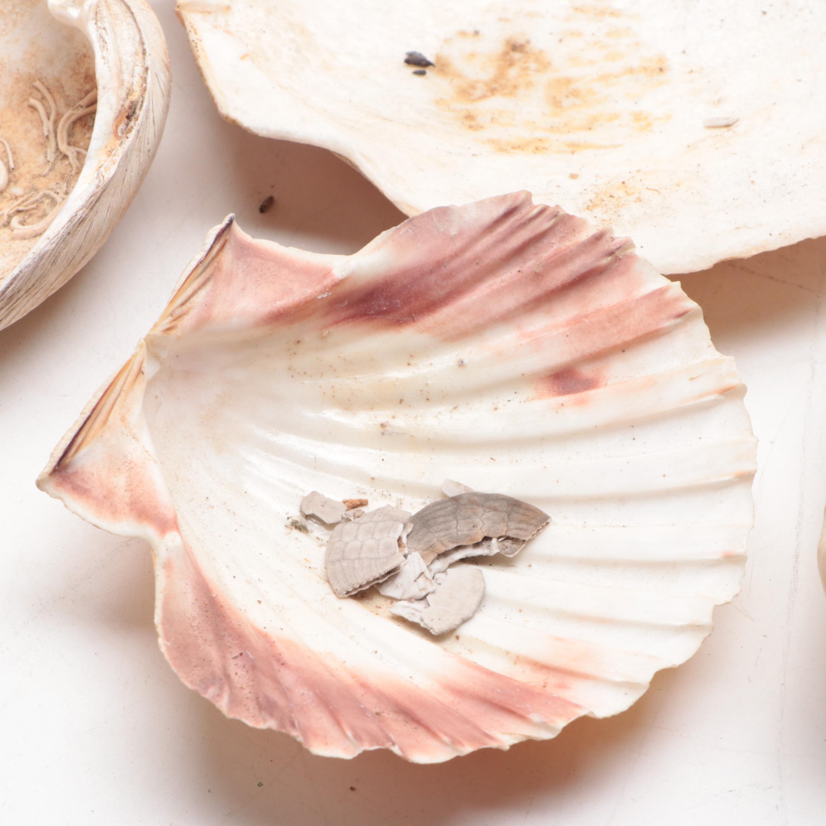 Merck & Co. Wood Shipping Box, Glass Fishing Floats, Queen Conch, Abalone